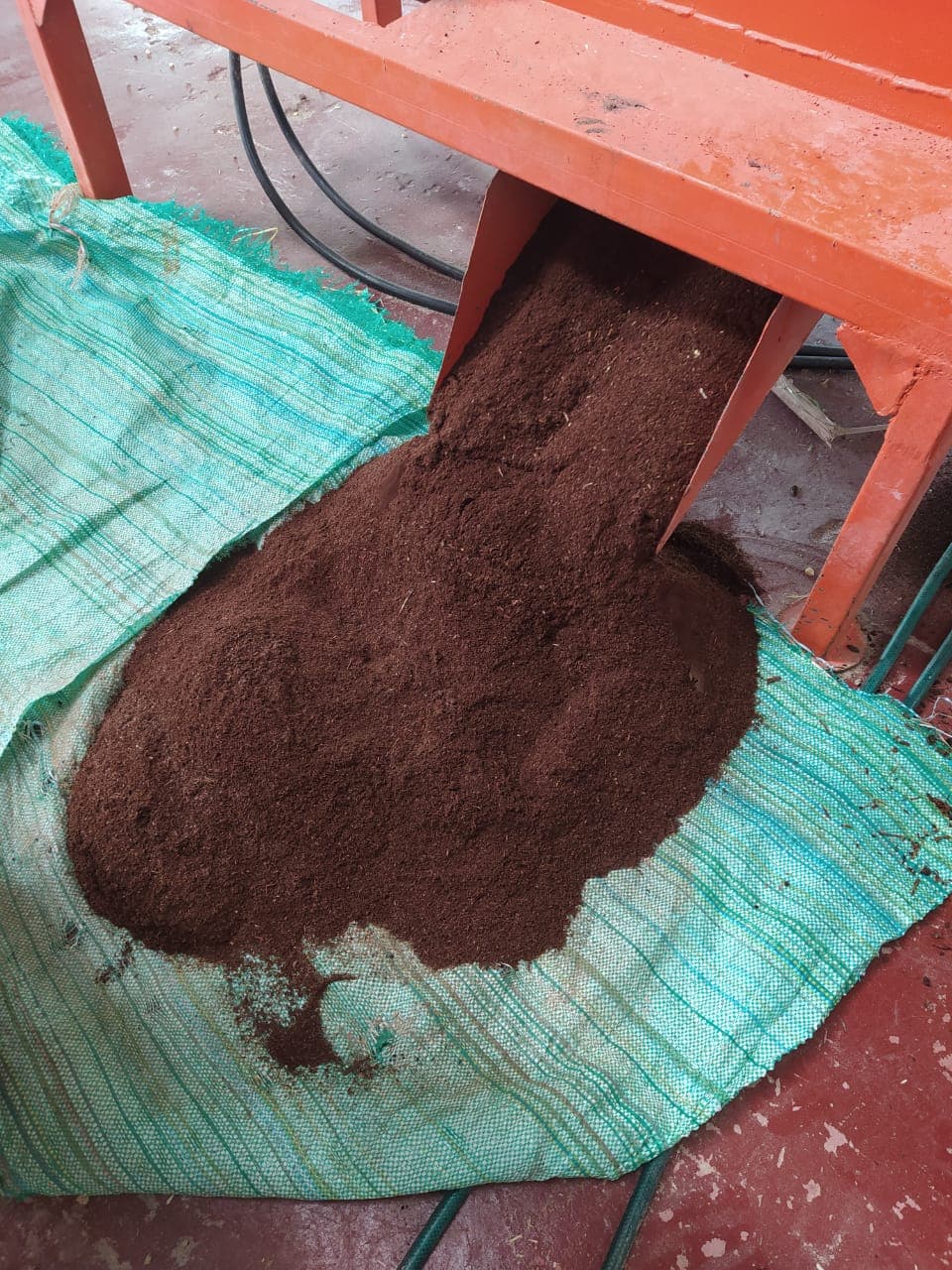 Ground up locusts come out of a machine