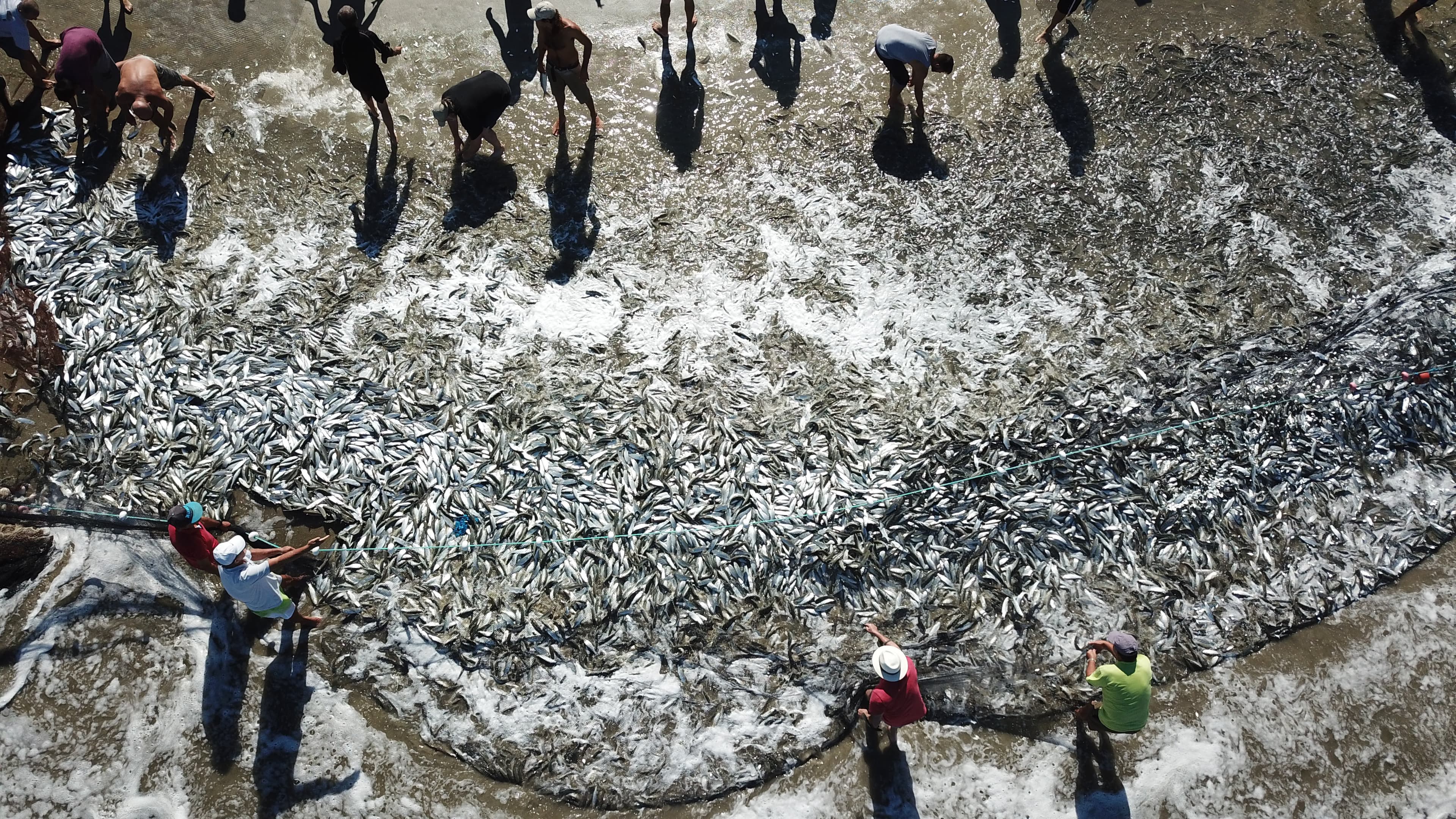 A drone shot of hundreds of tainha at the sea.