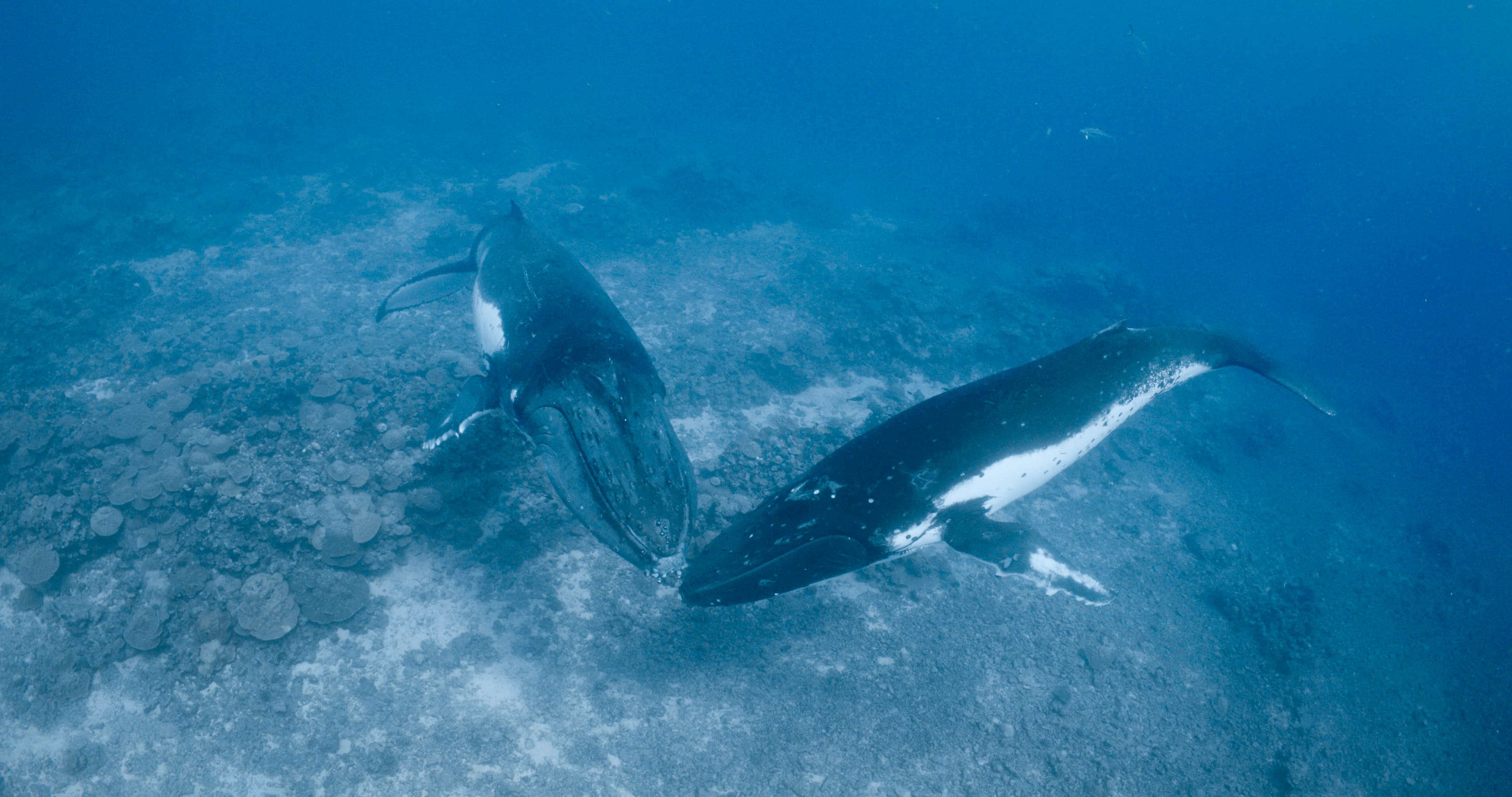Only male humpbacks sing their famous songs - perhaps to attract a willing mate.
