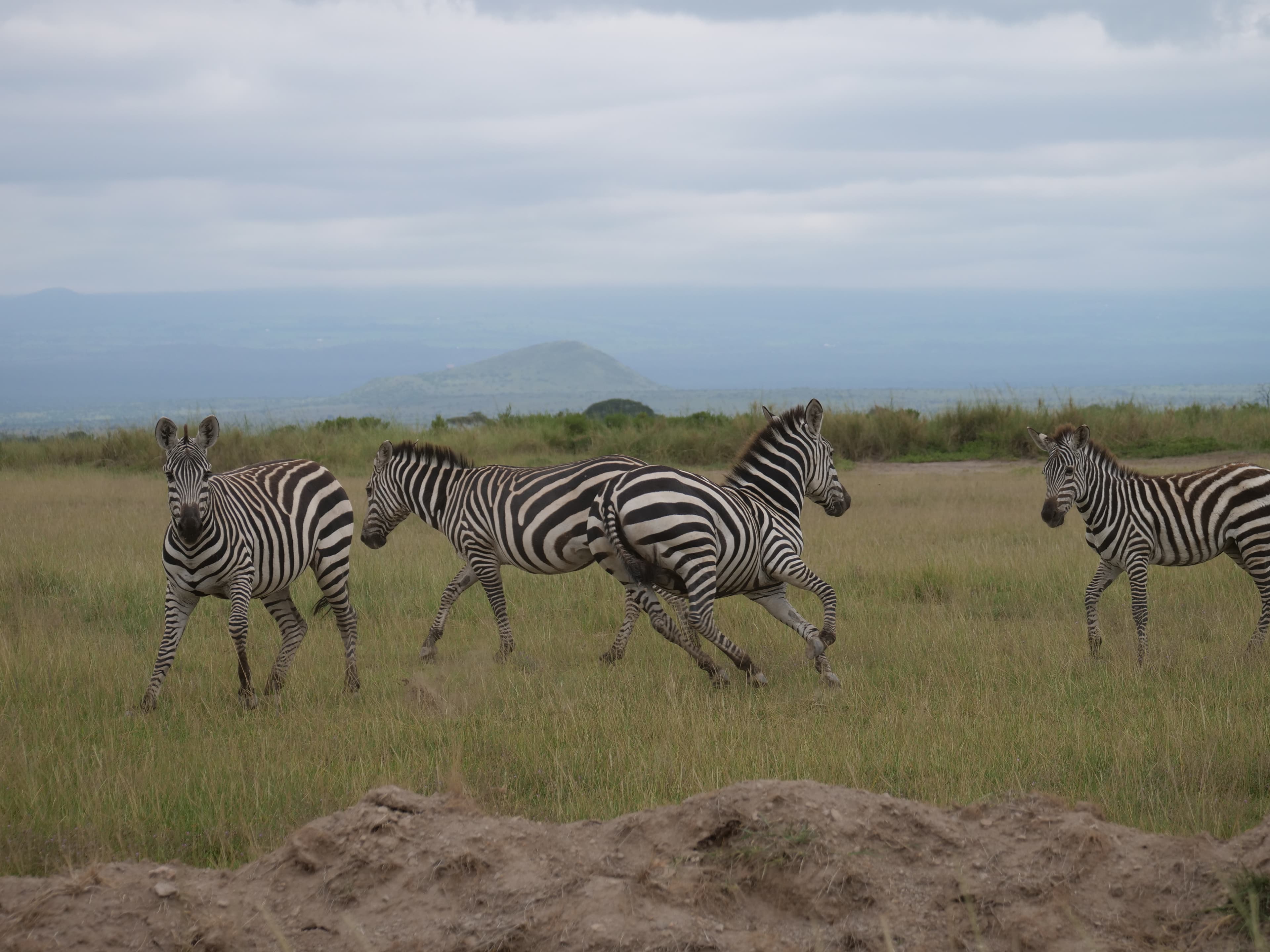 Four zebras frolick in the grass on a sunny day