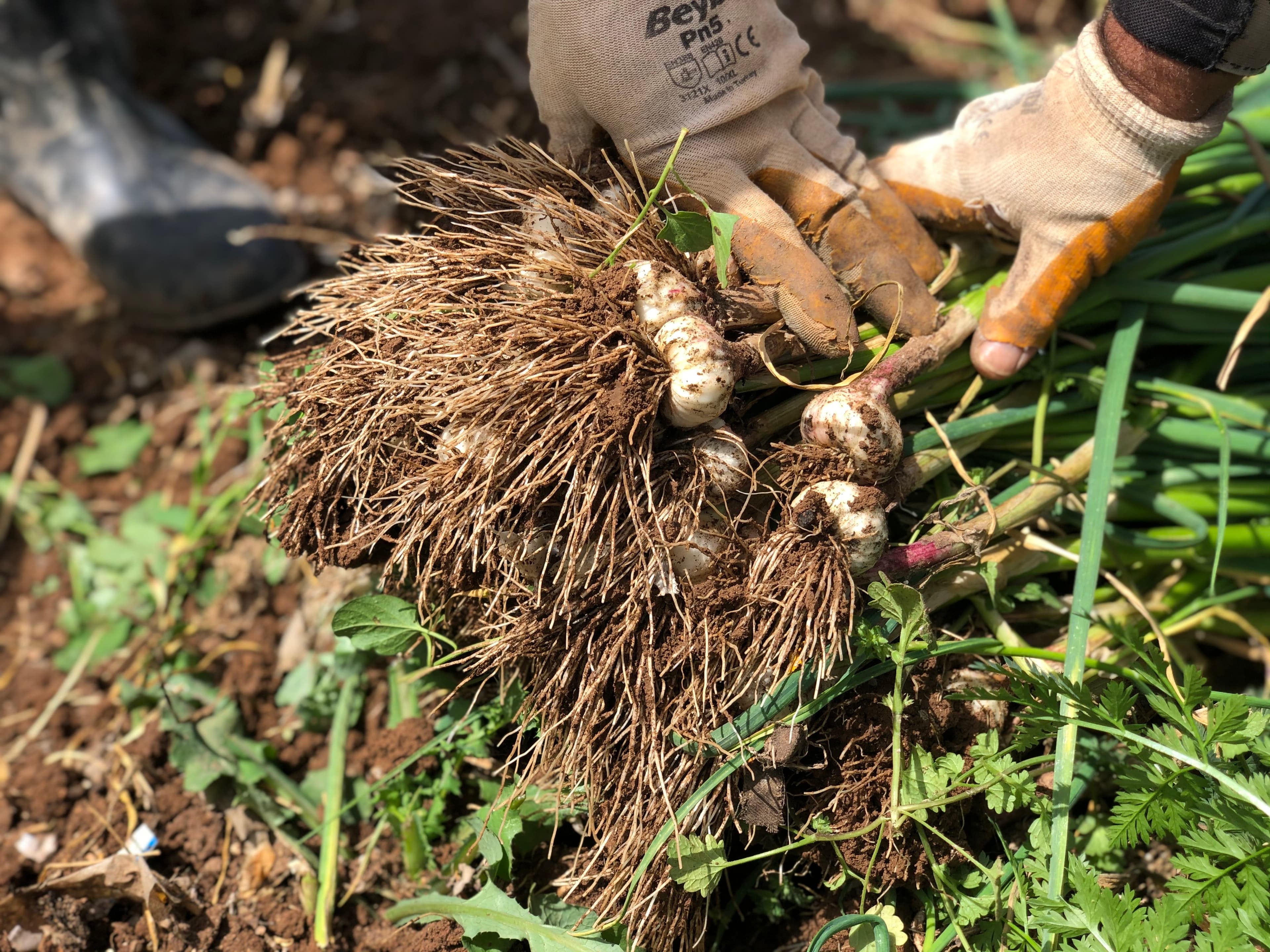 Samer Haj Khalid works as a farmer near the border between Syria and Turkey.