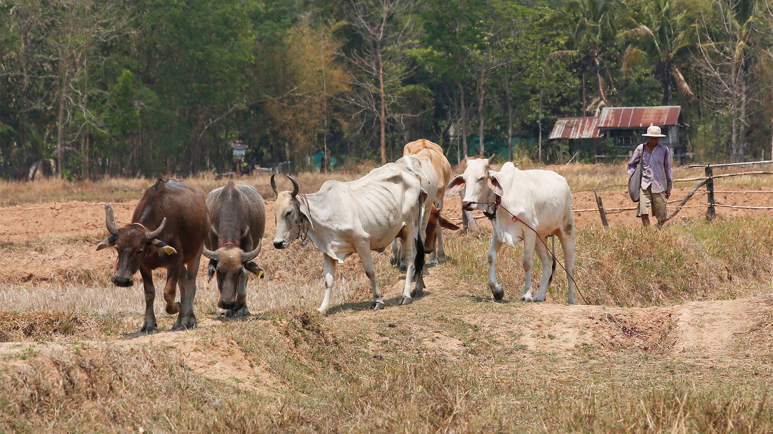Five cows roam in a field with trees in the background and a person walking behind them with a hat and satchel