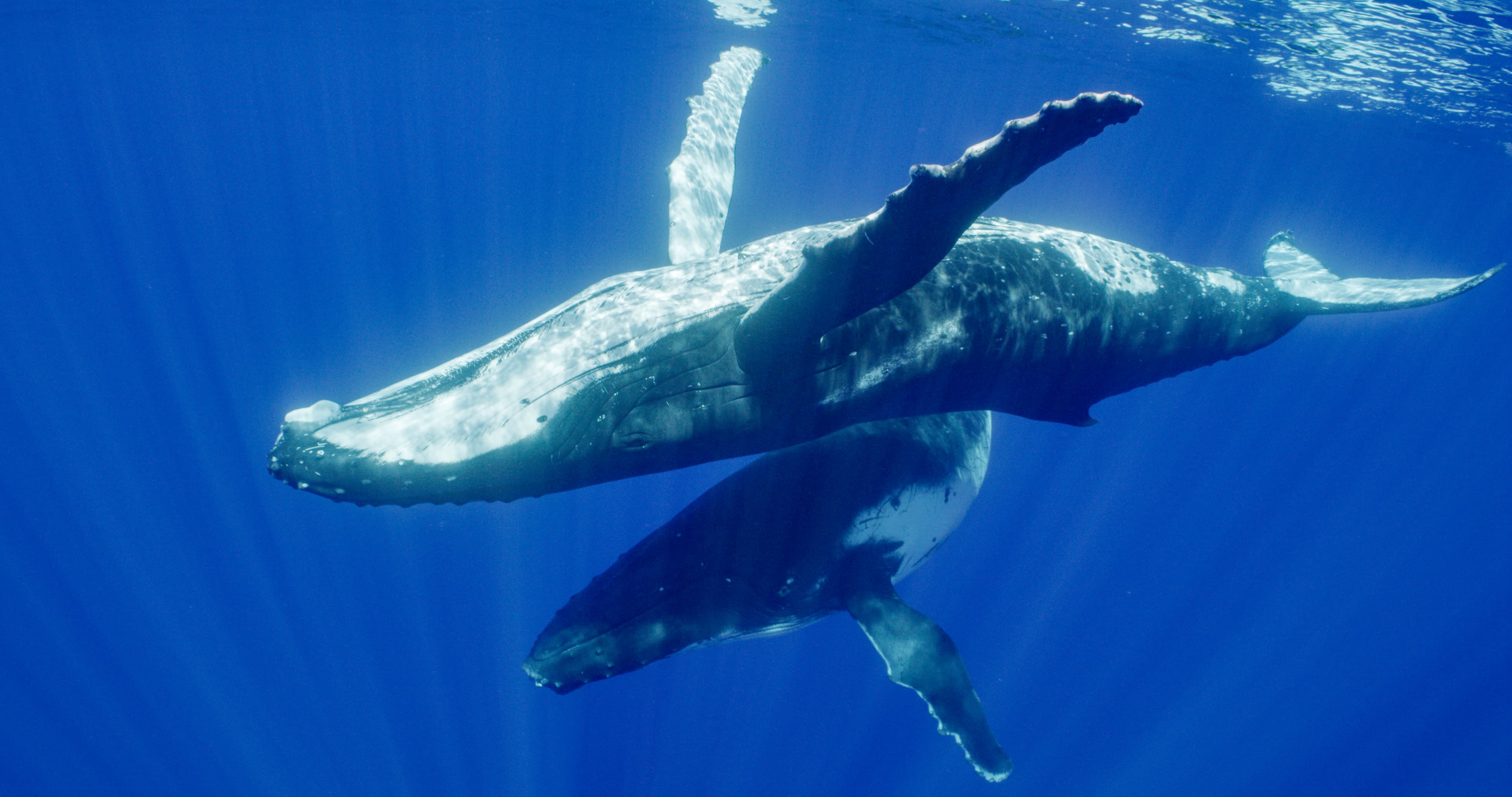 Humpback whales undergo one of the longest migrations of any mammal on Earth — over 6,000 miles.