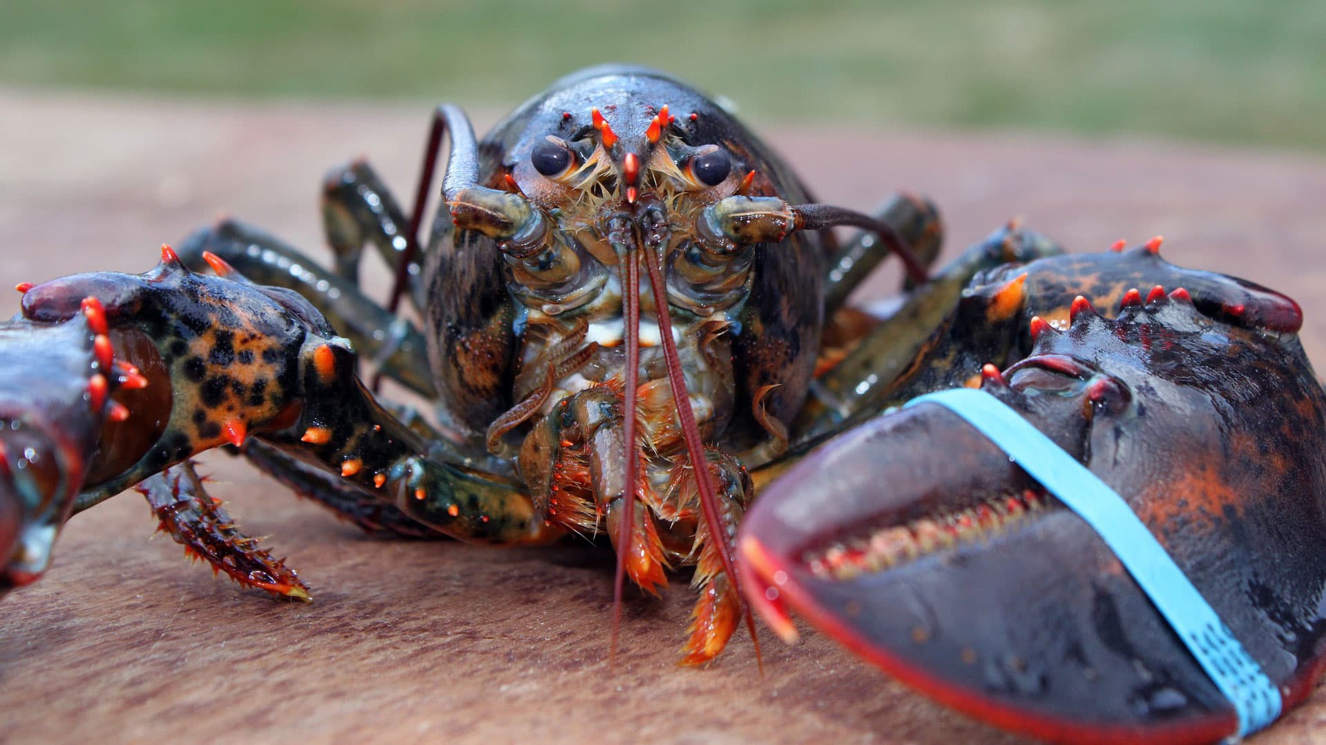 A lobster, up close, with a blue rubber band on its claw.