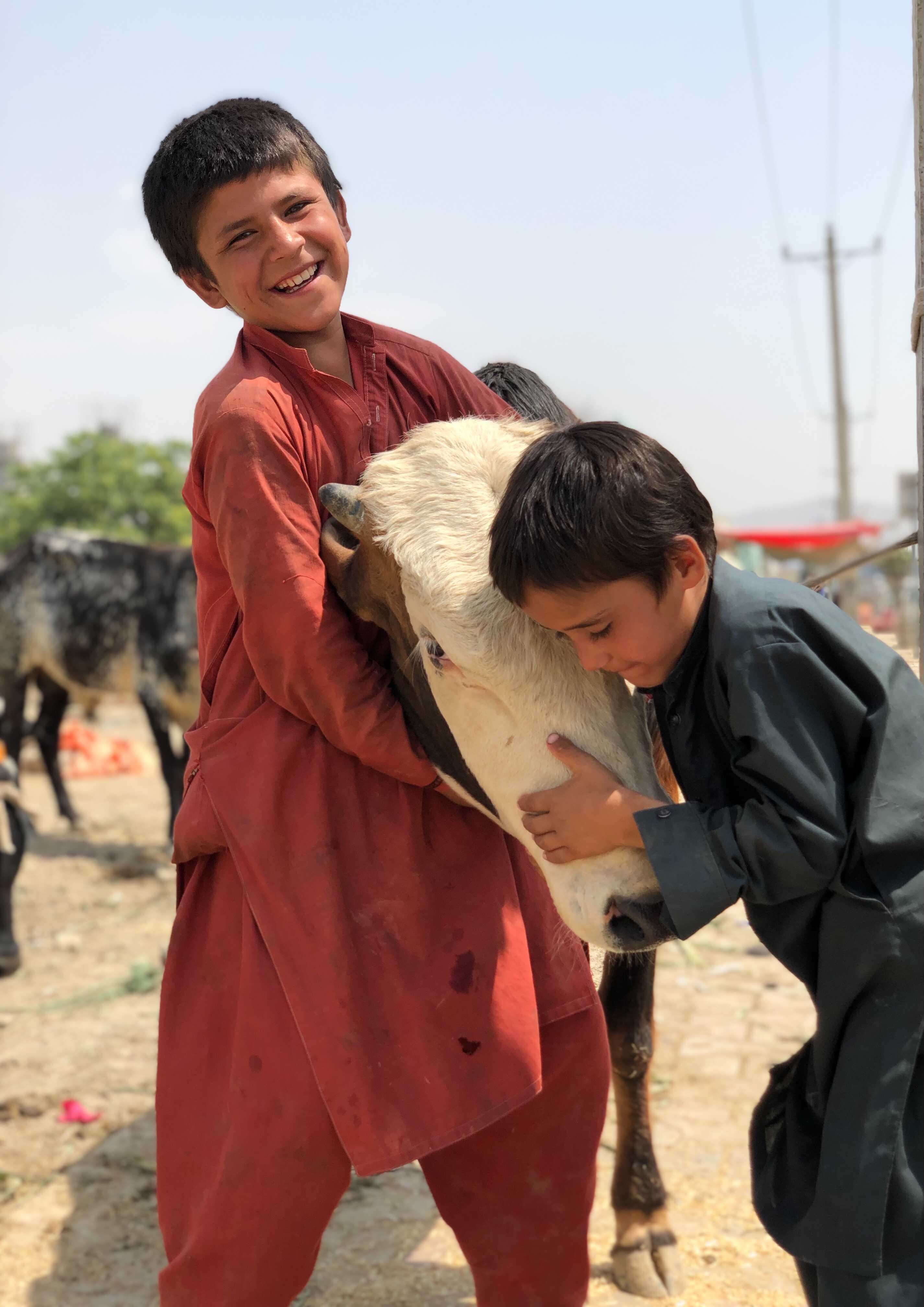 Young boys help out at an open-air livestock market in Kabul, Afghanistan. As residents celebrated Eid al-Adha (or Feast of Sacrifice) a rocket attack targeted the presidential palace.