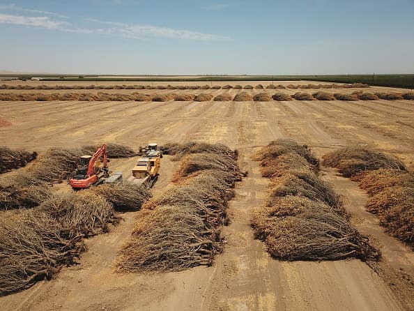 Farmer ripping almond trees