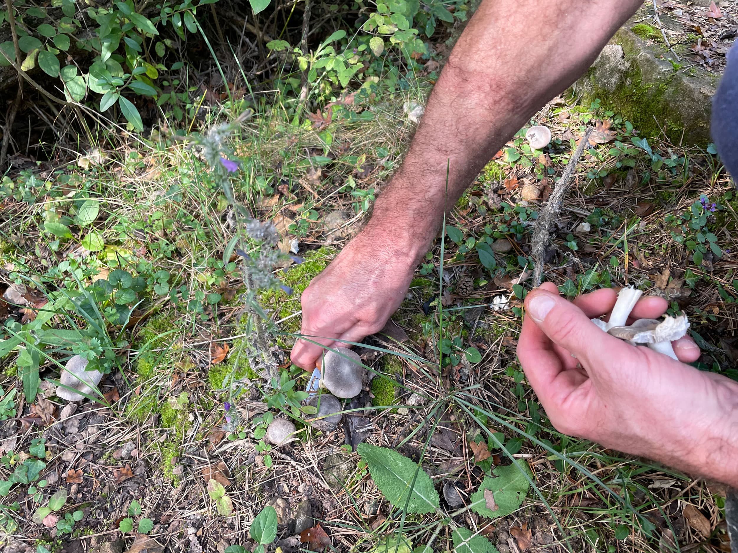 González cuts some fredolic mushrooms to take home and eat.