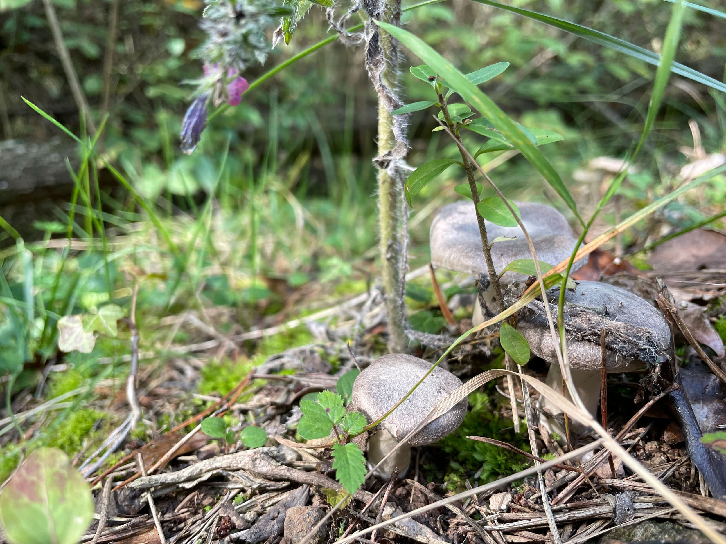 Three fredolic mushrooms (tricholoma terreum), known in English as the grey knight or dirty tricholoma. They are a grey-capped mushroom of the Tricholoma genus, found largely in Europe.