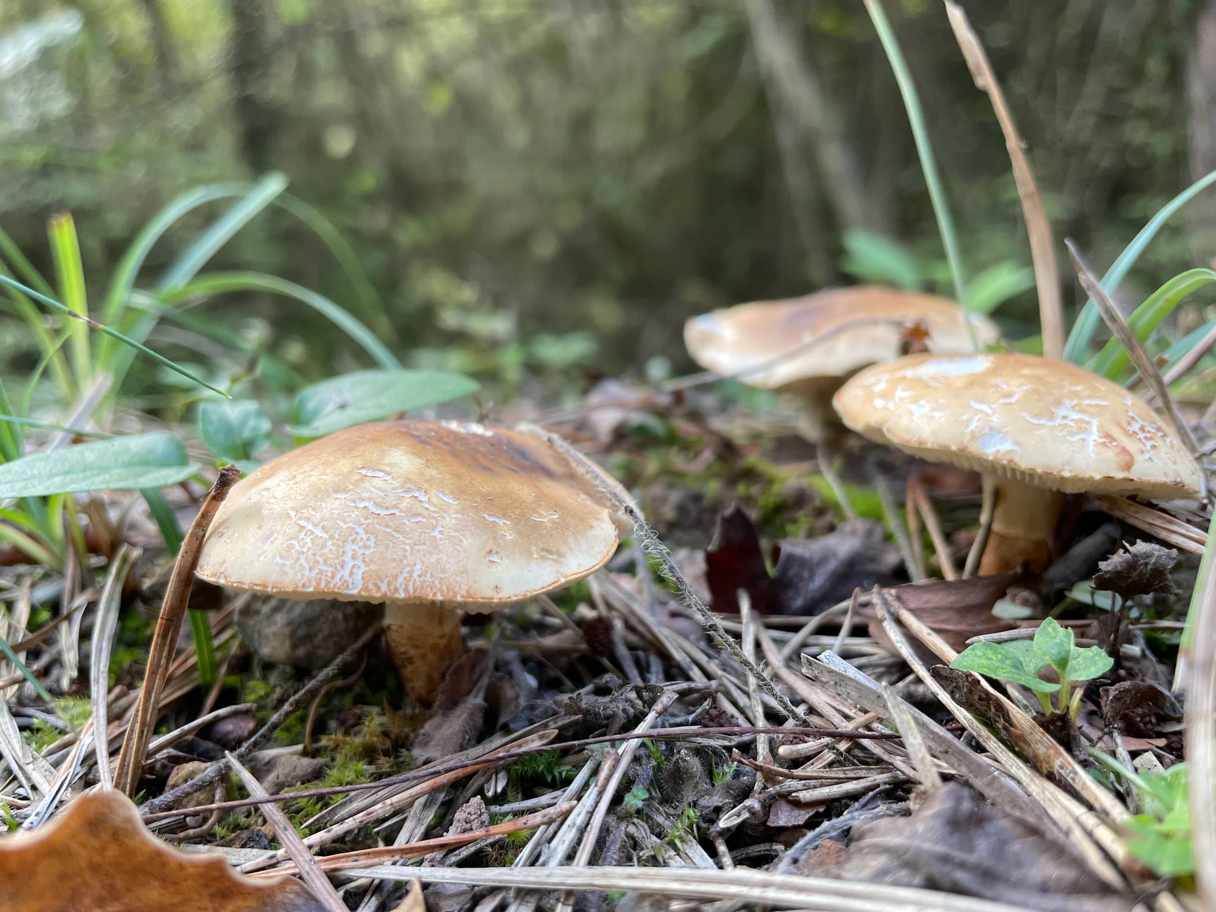 Throughout the two-hour hike, González found dozens of inedible mushrooms, some of which were poisonous. While most people choose to hike with someone who knows about mushrooms, there are apps available to help hikers detect which ones are safe to eat.