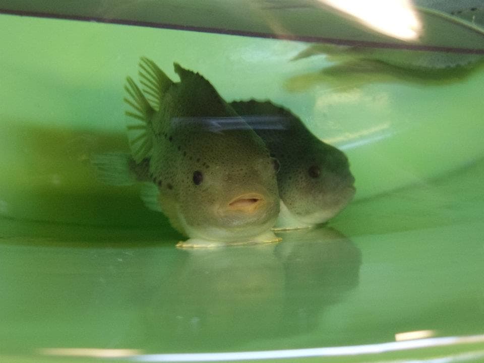 Lumpfish are raised in hatcheries to supply salmon farms.