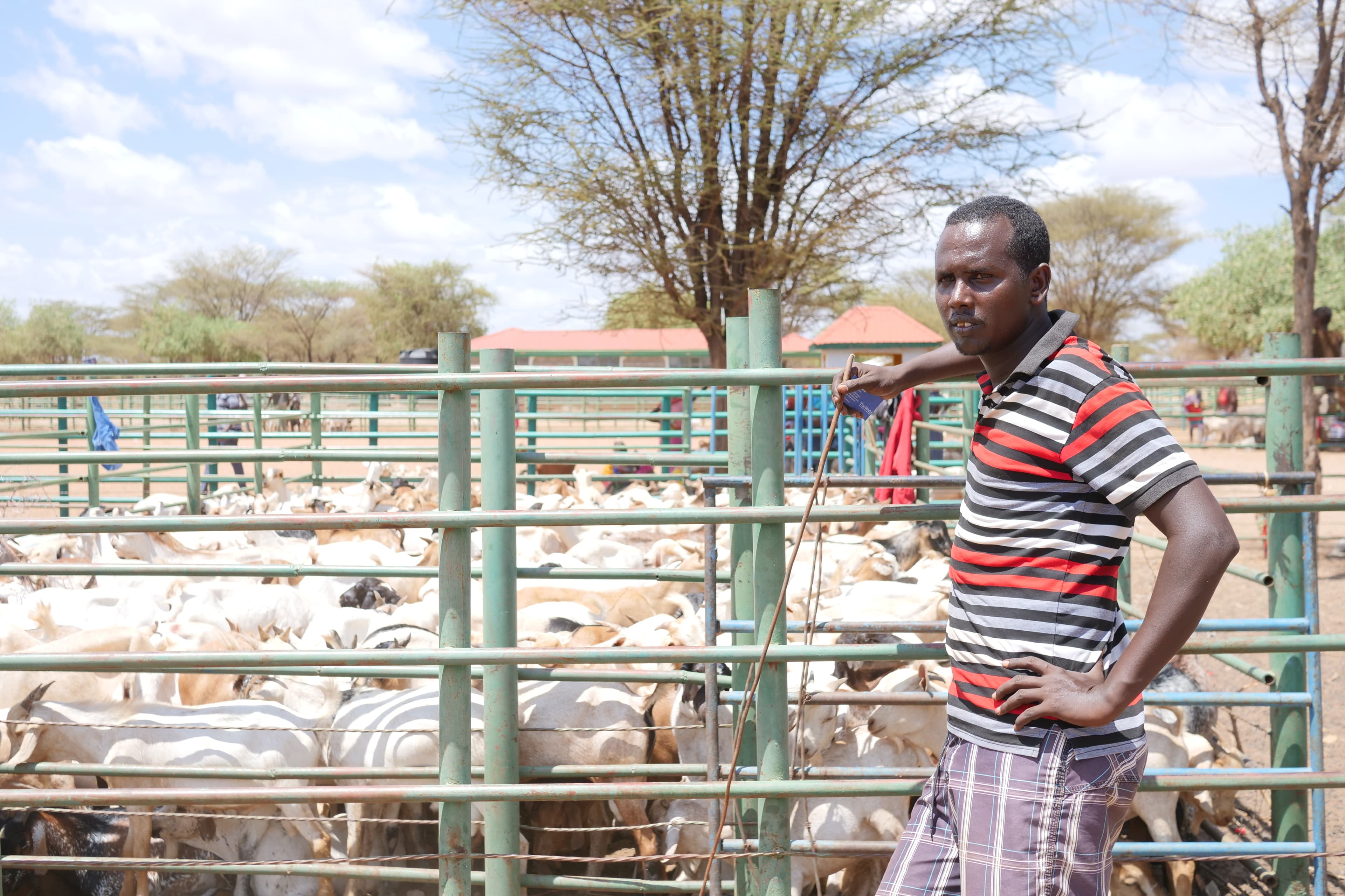 Herder Samwel Lekorima surveys livestock at a market in Mirelle, where pastoralists are off herding their animals due to the drought, Nov. 2, 2021.