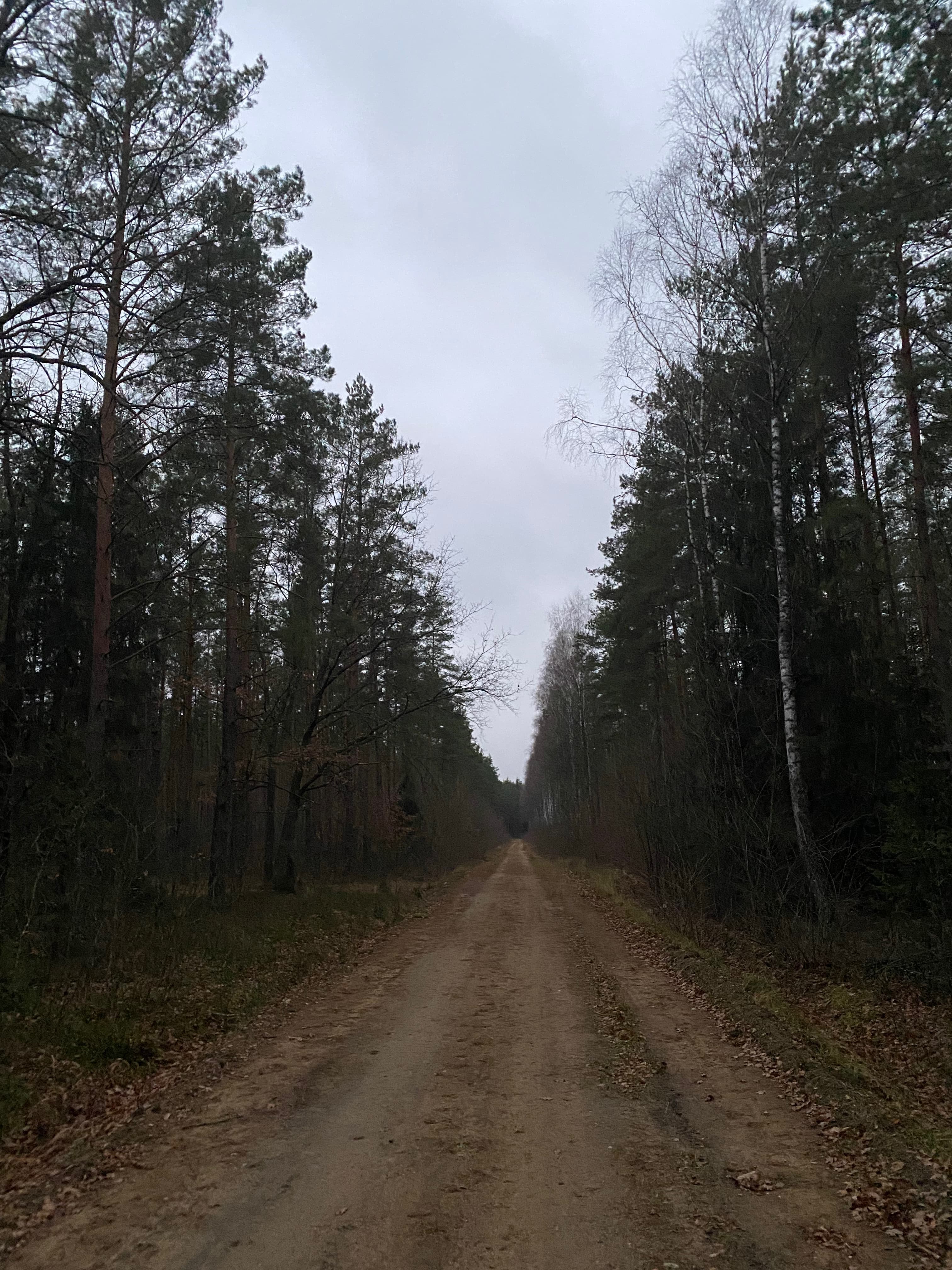 The Bialowieza Forest is Europe's largest, forming part of a gigantic primeval forest that stretched across Europe