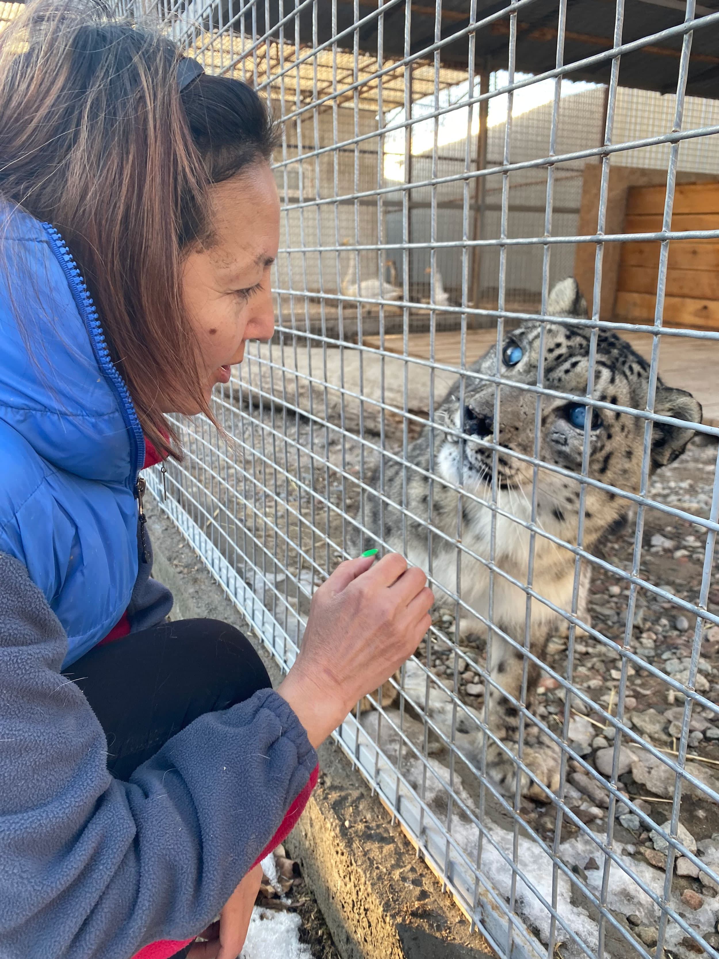 At the Bugu-Enye wildlife rehabilitation center outside Bishkek, run by local resident Saltanat Seitova, an injured snow leopard named Basy found a safe refuge. 
