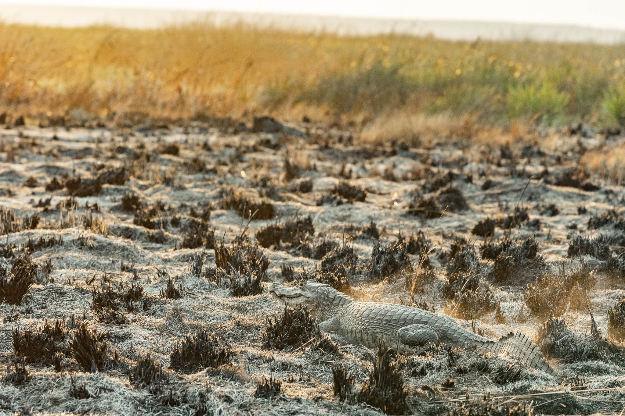 An alligator in the Iberá wetlands of northern Argentina