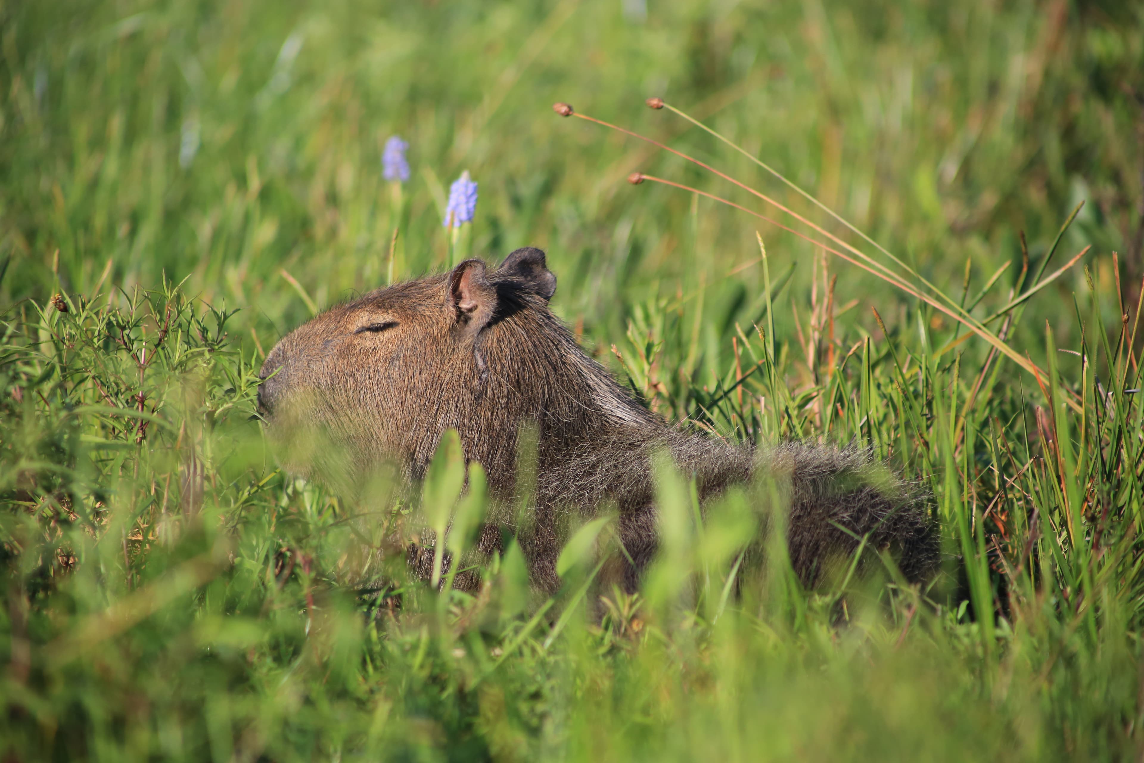 A capybara in the Iberá wetlands of northern Argentina