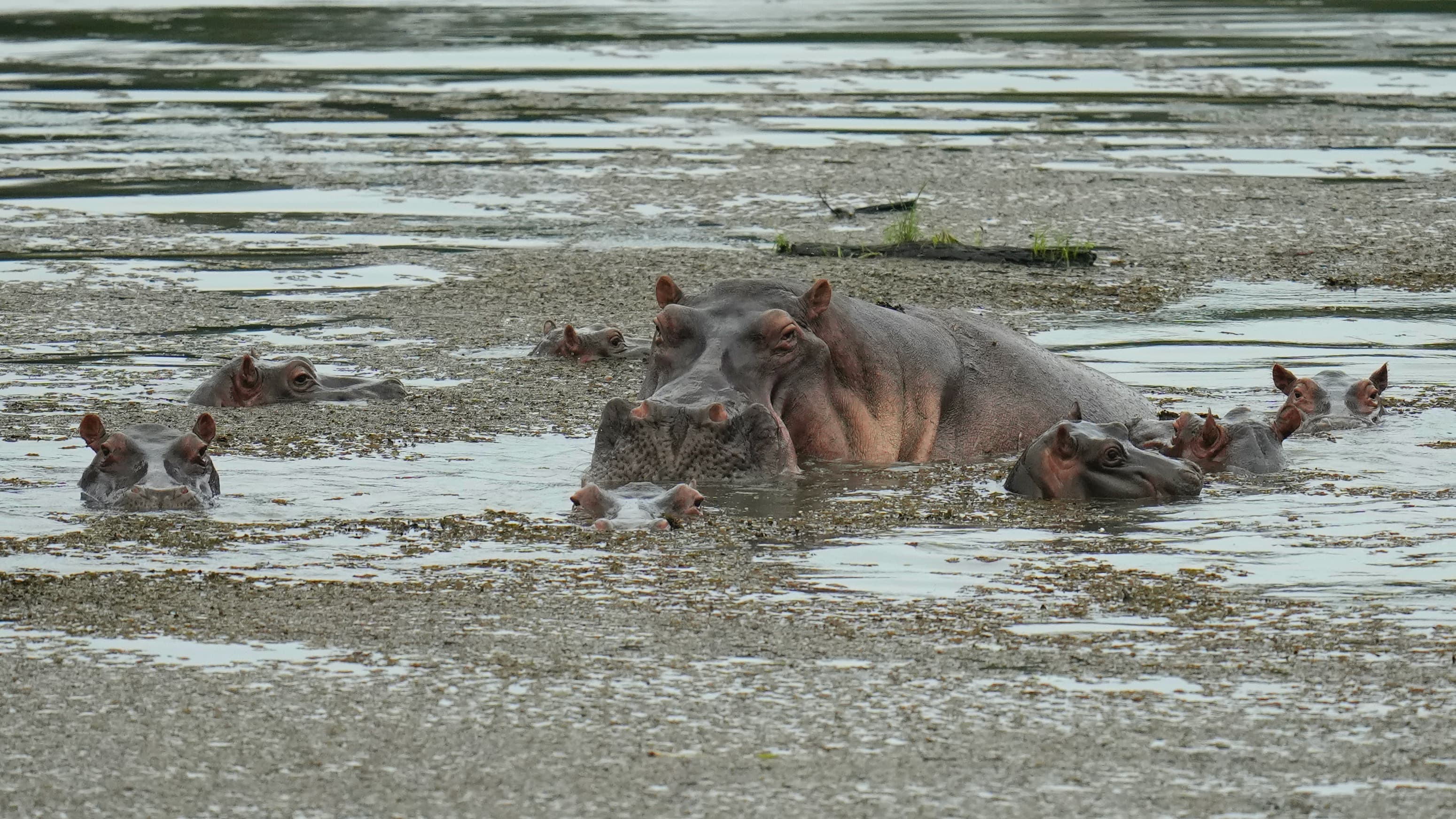 Hippos float in the lagoon at Hacienda Napoles Park,
