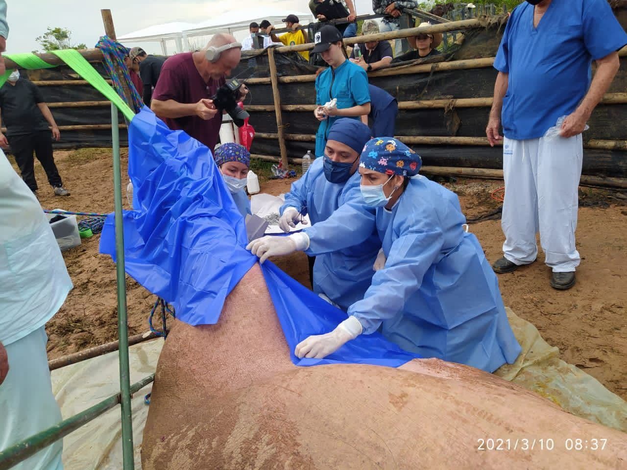 Veterinarian Gina Paola Serna and her team conducts a sterilization in hippos in March 2021.
