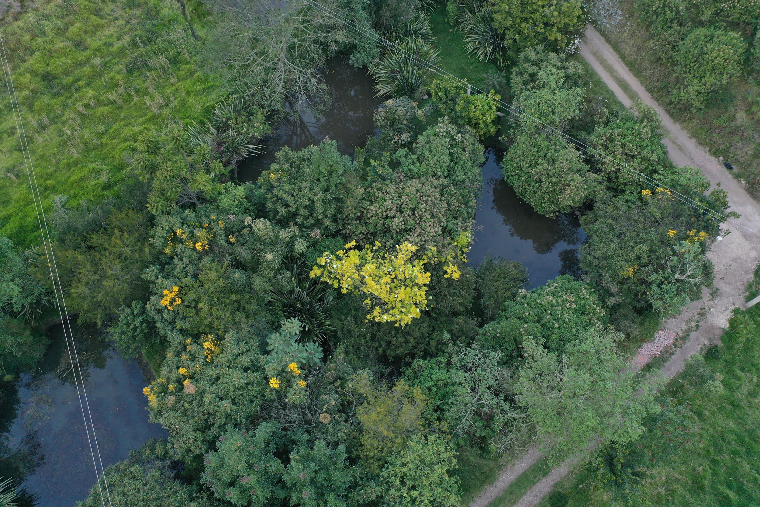 Some land outside Tierra Viva’s headquarters in Tunja, Colombia, was reforested with beetle manure. German Viasus says that in 2015 this plot of land was a grazing field for cows.