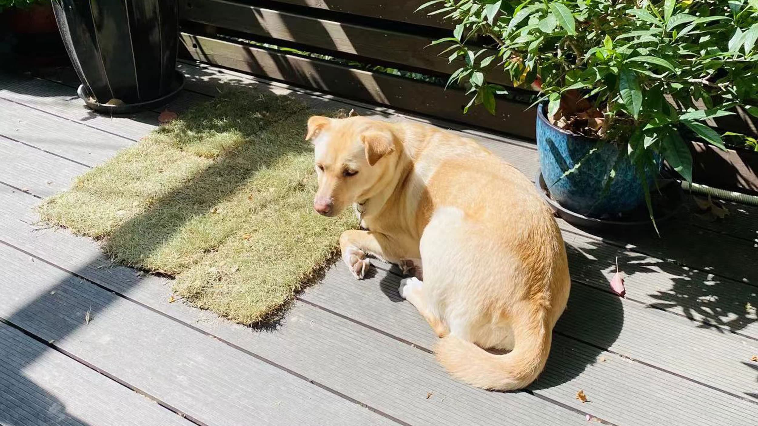 Ruthie sits next to the natural toilet her owner made for her during the COVID-19 lockdown in Shanghai, China