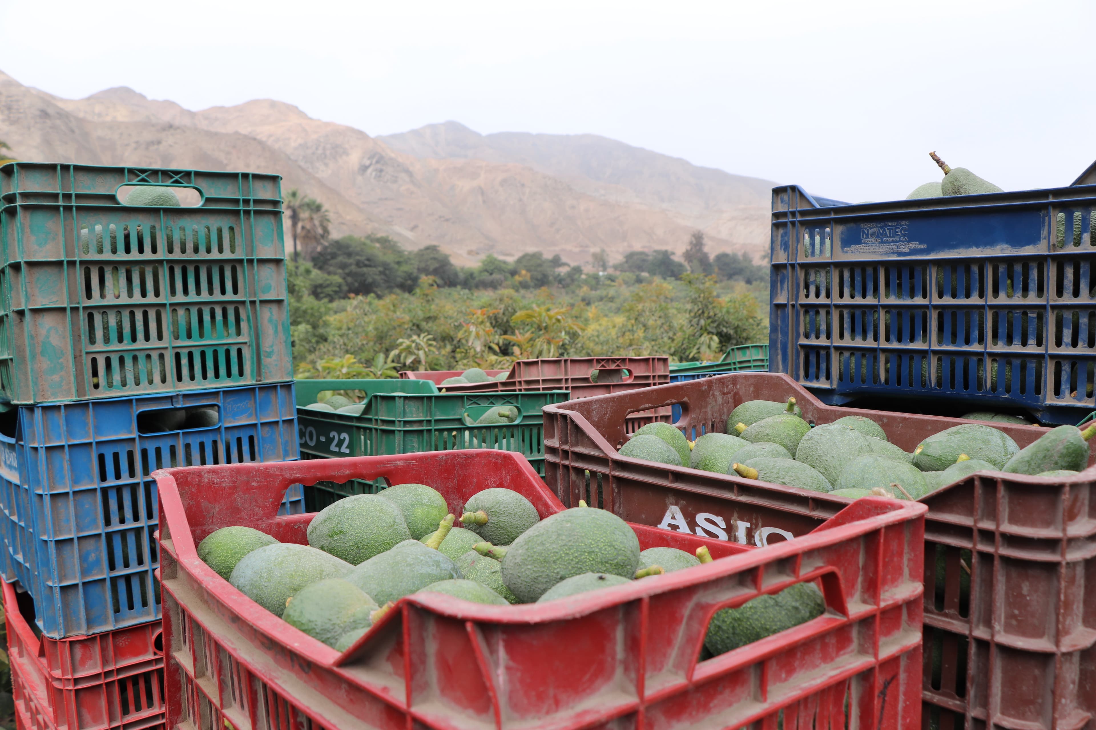 crates of avocados
