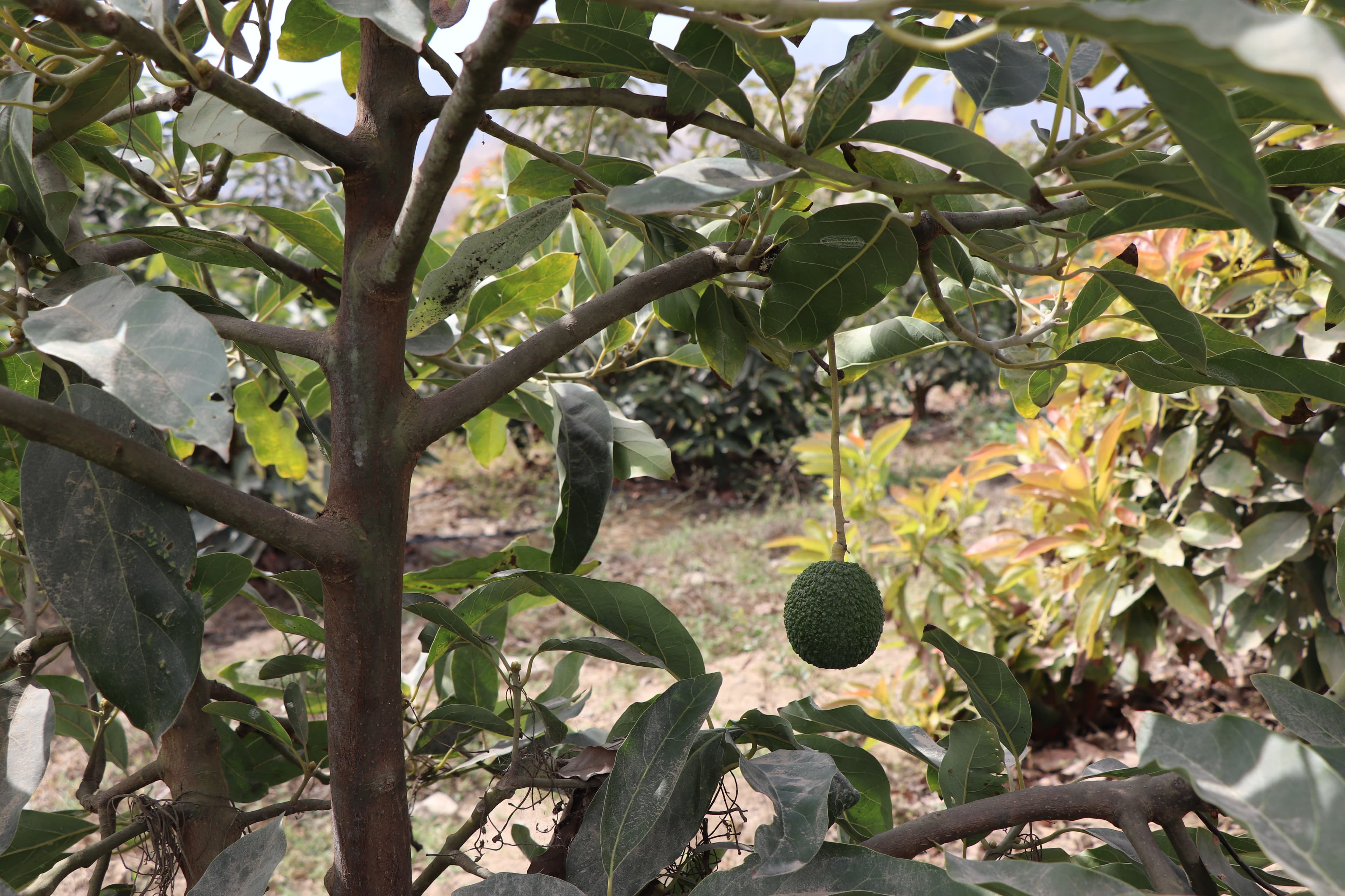 avocado tree