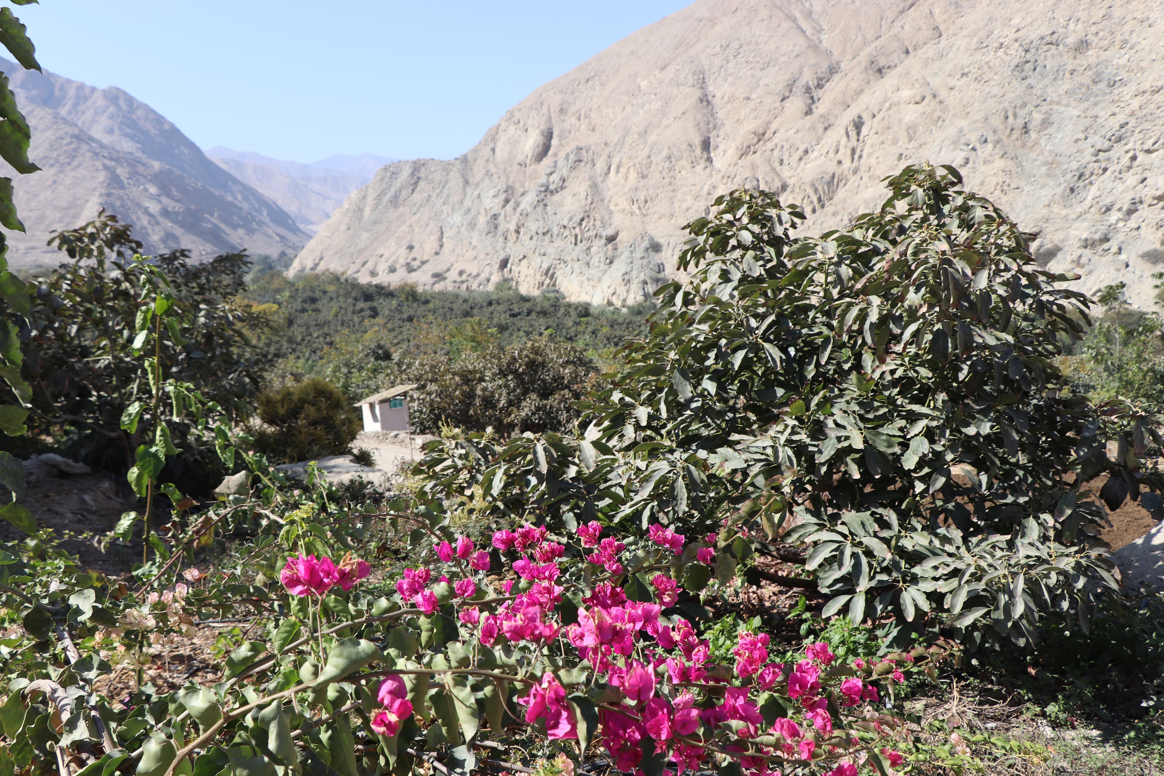 trees against the hills