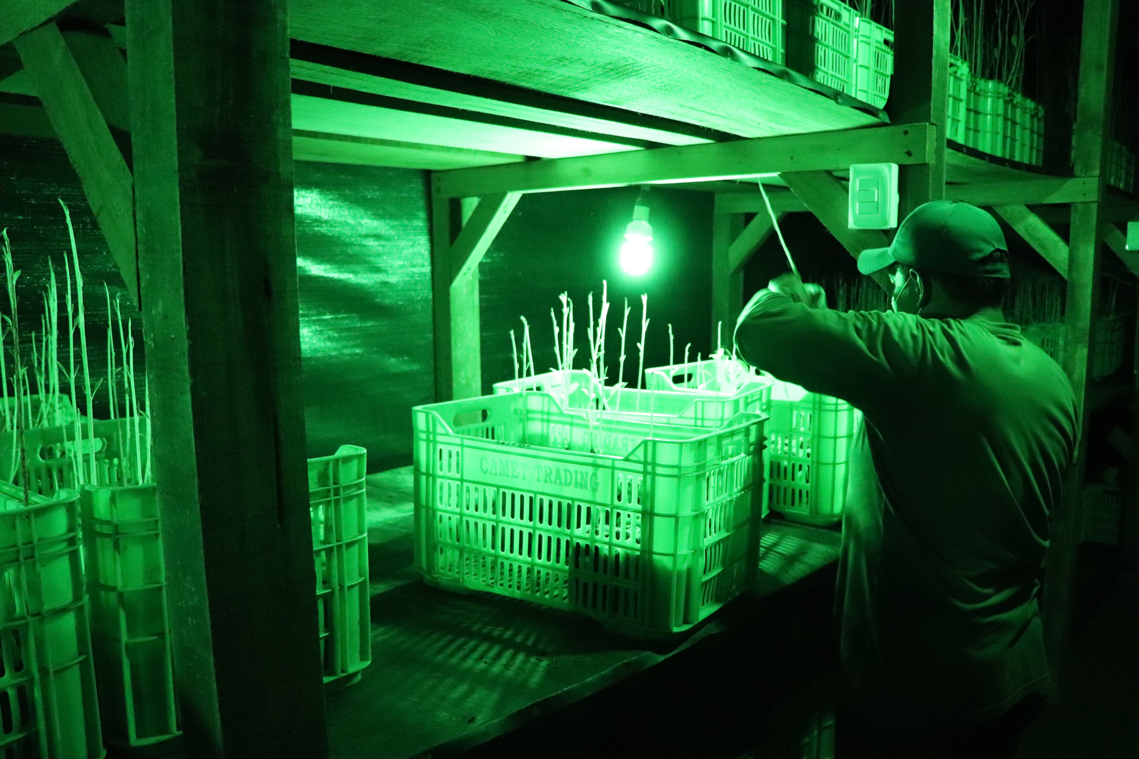 green light over avocados