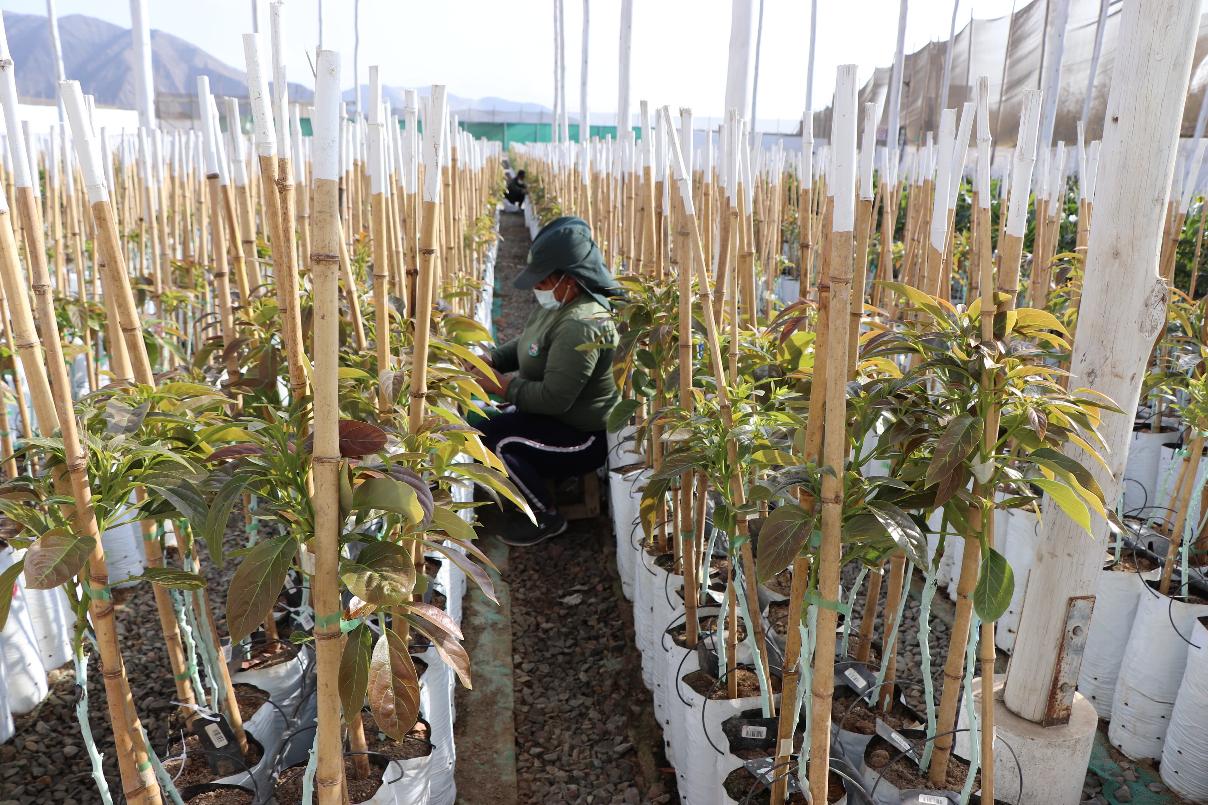 employees at a nursery working
