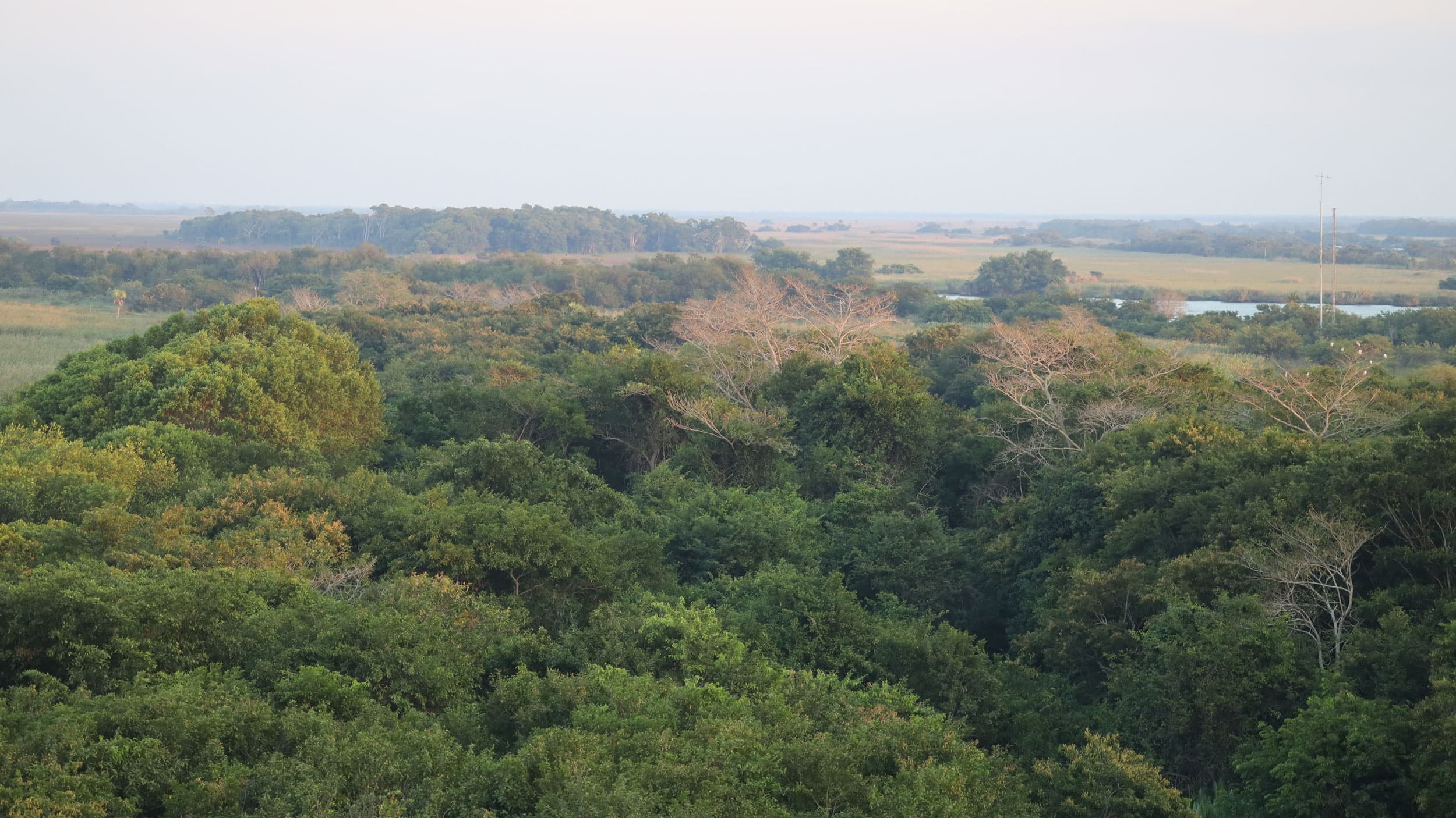 Amid a multitude of trails with trees that reach dozens of feet overhead, conservationists with Casa del Agua lead tours and tell stories about the forests planted over three decades.