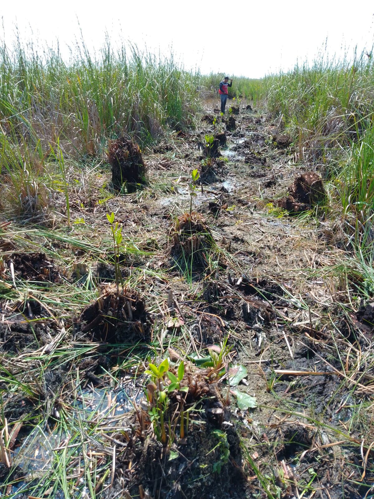 Casa del Agua attributes its reforestation success to community involvement since the beginning.