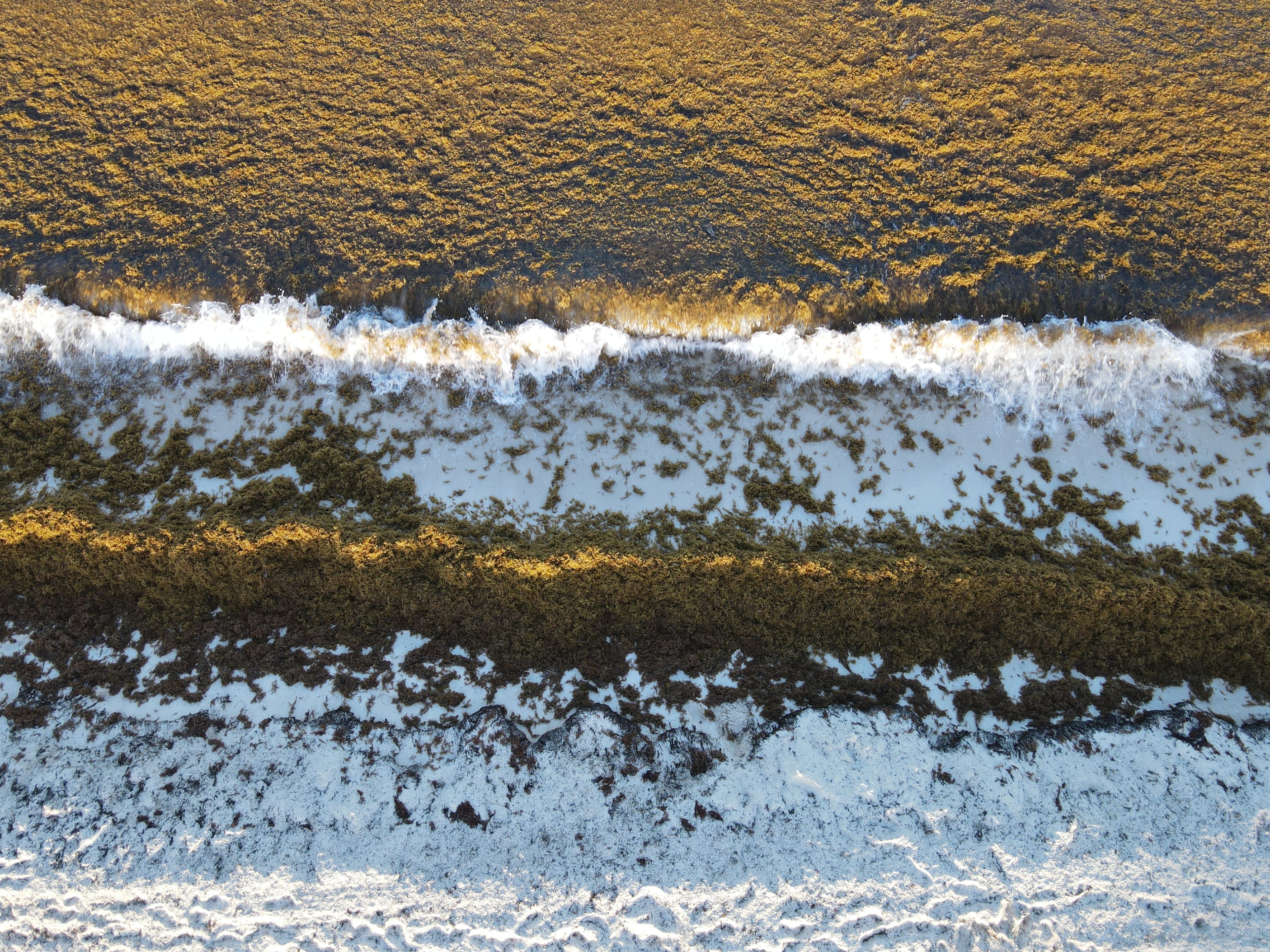 Sargassum accumulates in huge heaps along the coast in Cancun as seen in this drone footage.