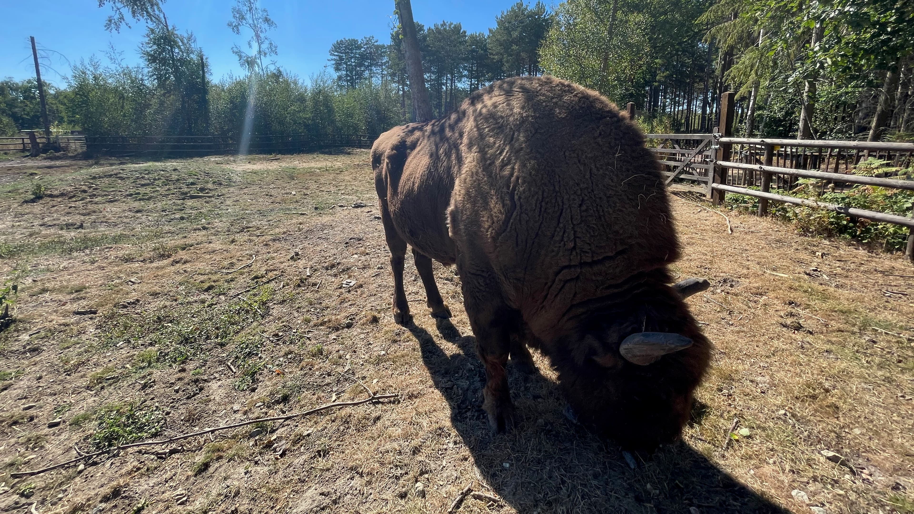 bison in a dusty patch
