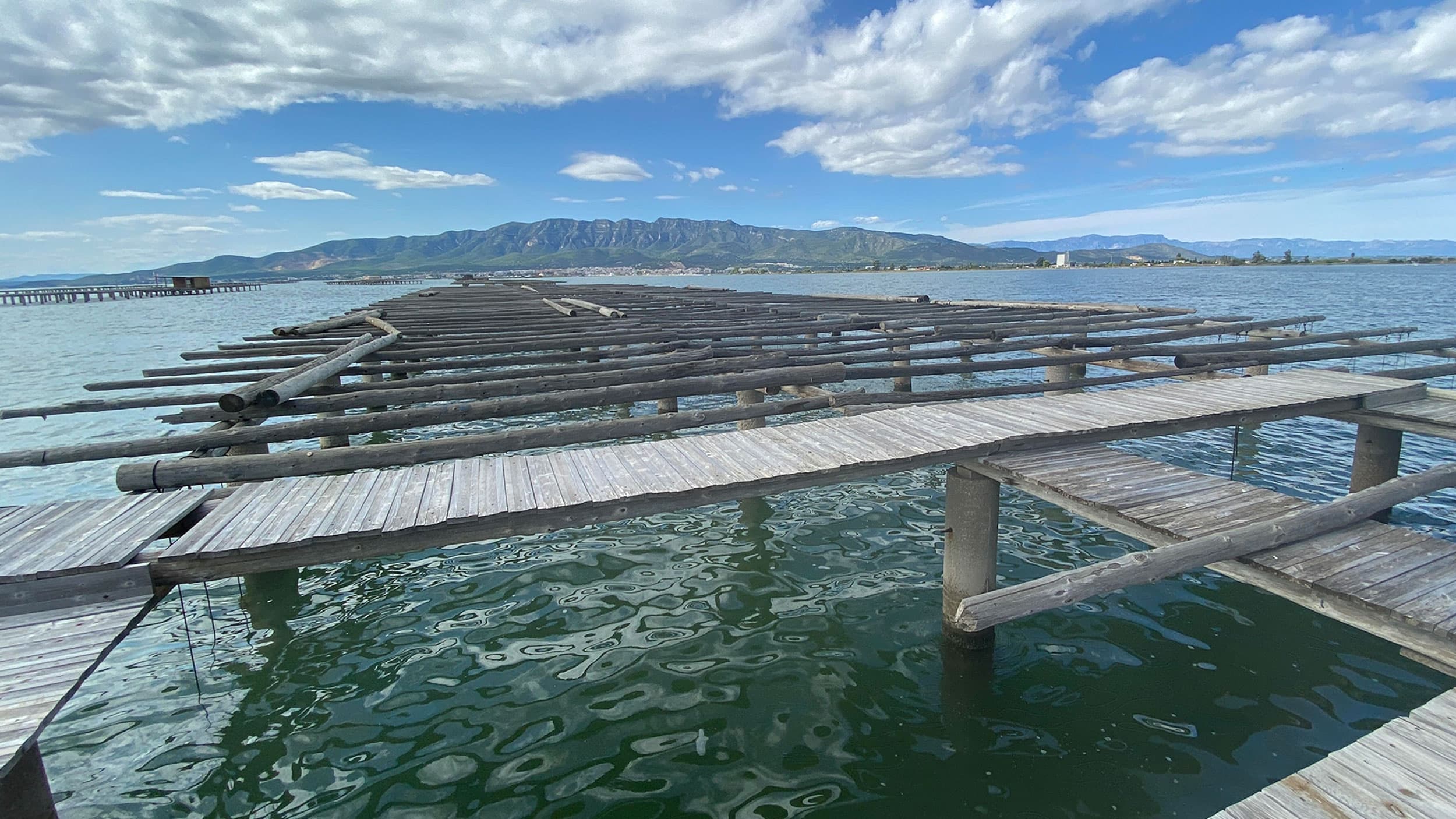 Mussel growers harvest mussels by passing beneath the docks on small barges, pulling up the ropes and cutting the harvest loose.