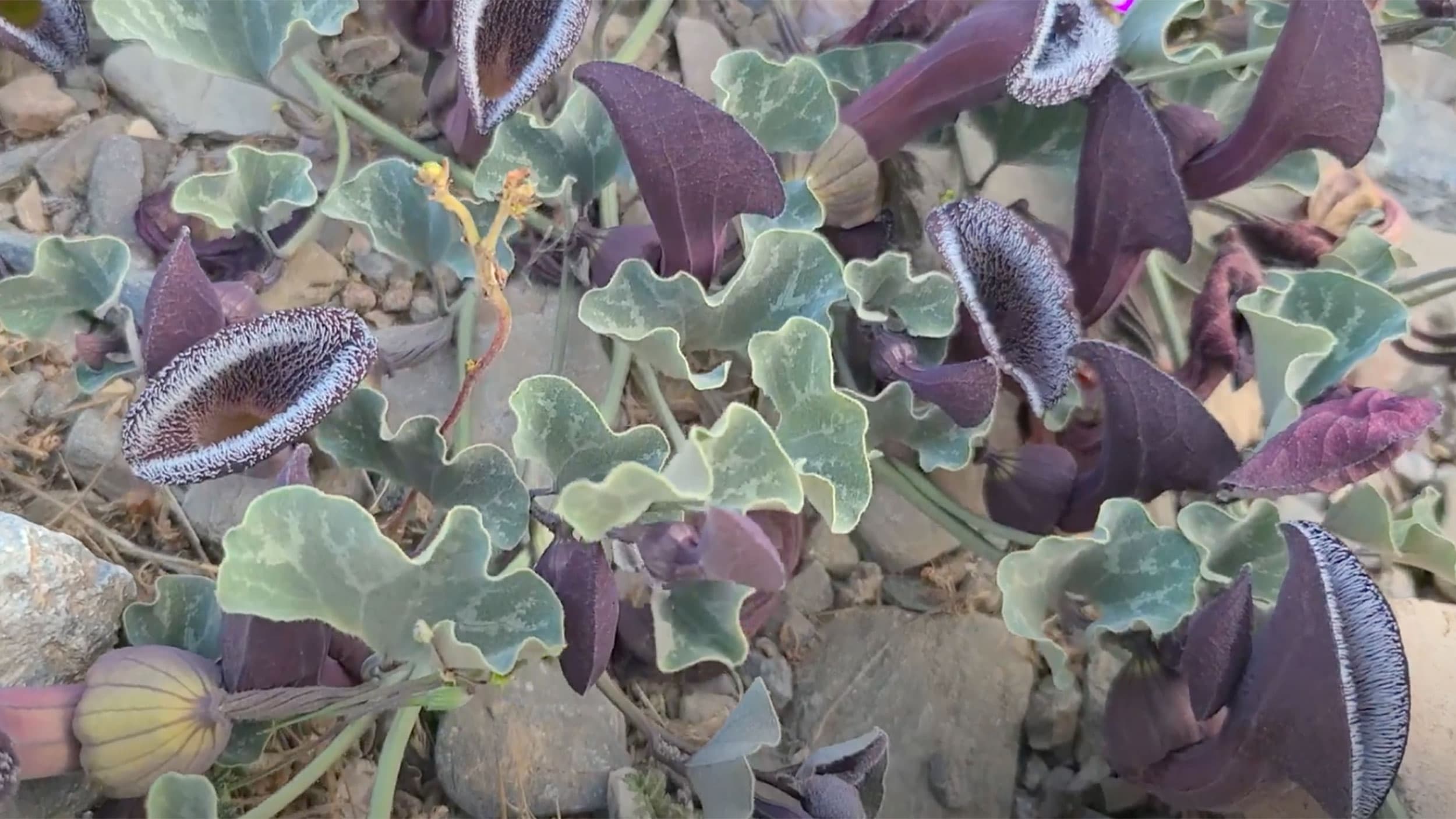 Flora grows in the Atacama Desert in northern Chile.