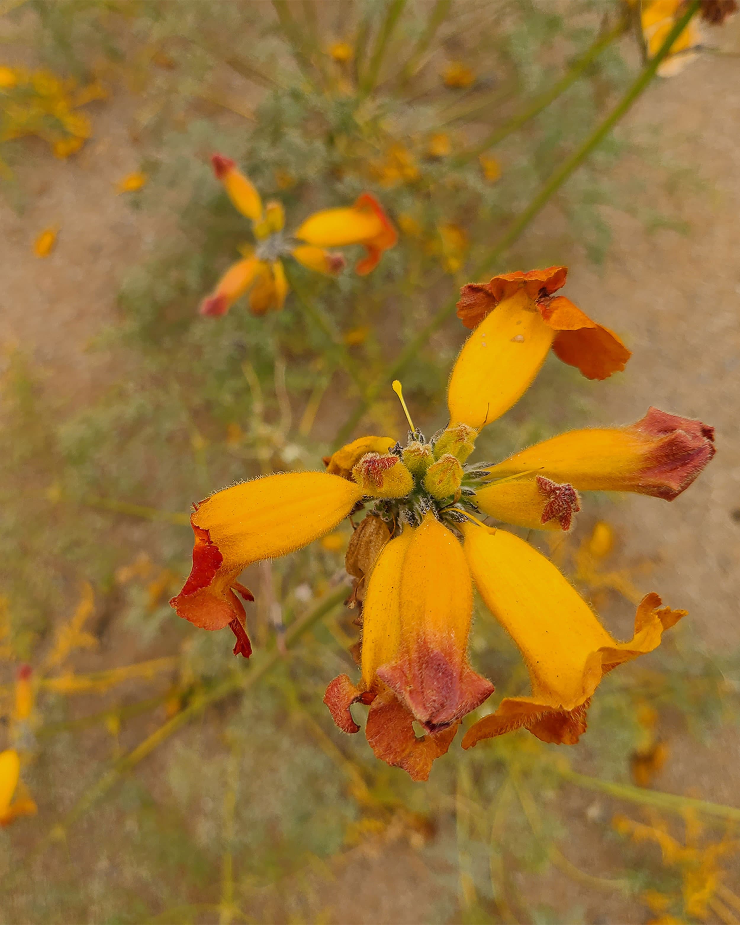 Flowers bloom in the Atacama Desert in Chile once every 5-7 years.