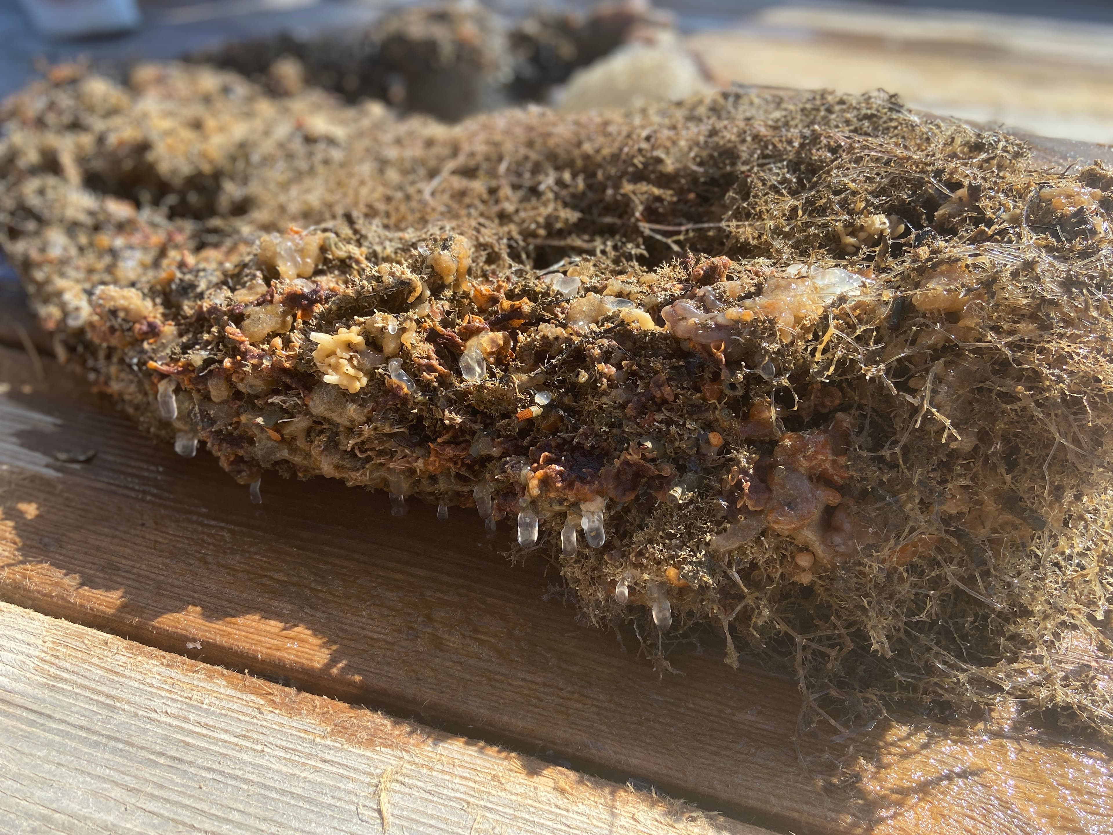 Dead mussels to be removed from a mussel rope. 8 millions pounds of the molluscs were lost this year due to warm waters.