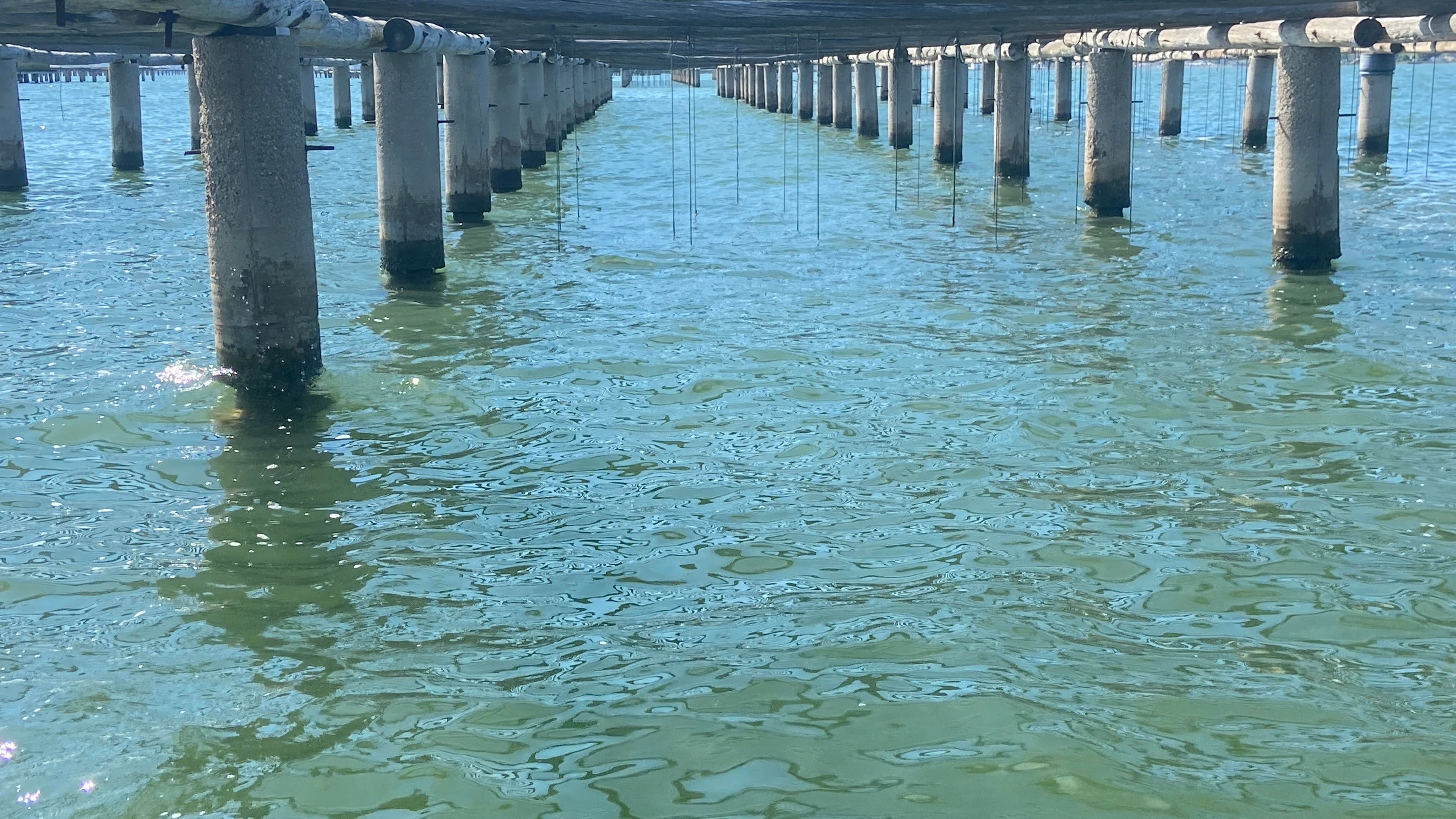 Mussel ropes hang in the 12-foot-deep waters of the Ebro Delta.