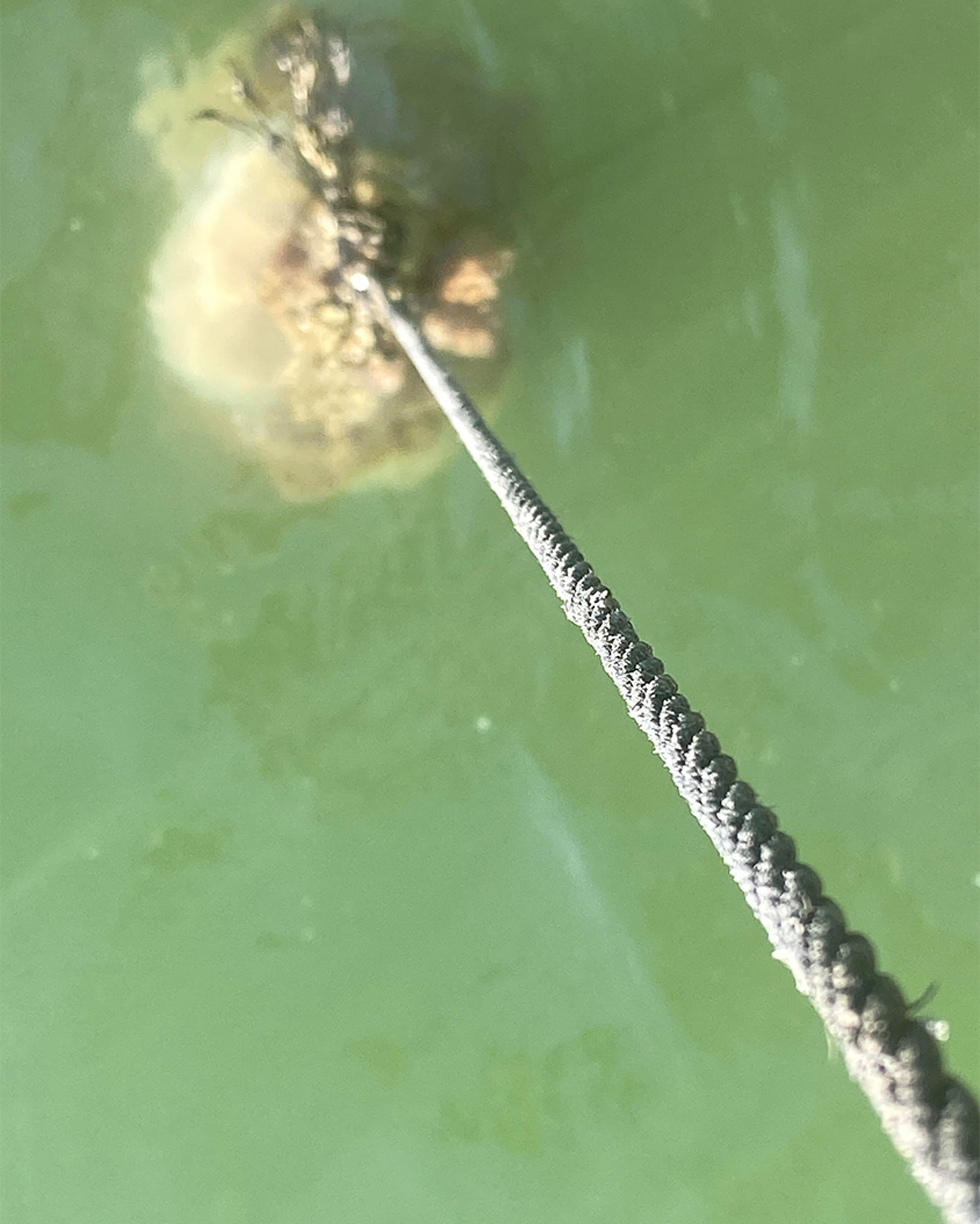 One of thousands of mussel ropes populated with dead mussels that must now be cleaned off.