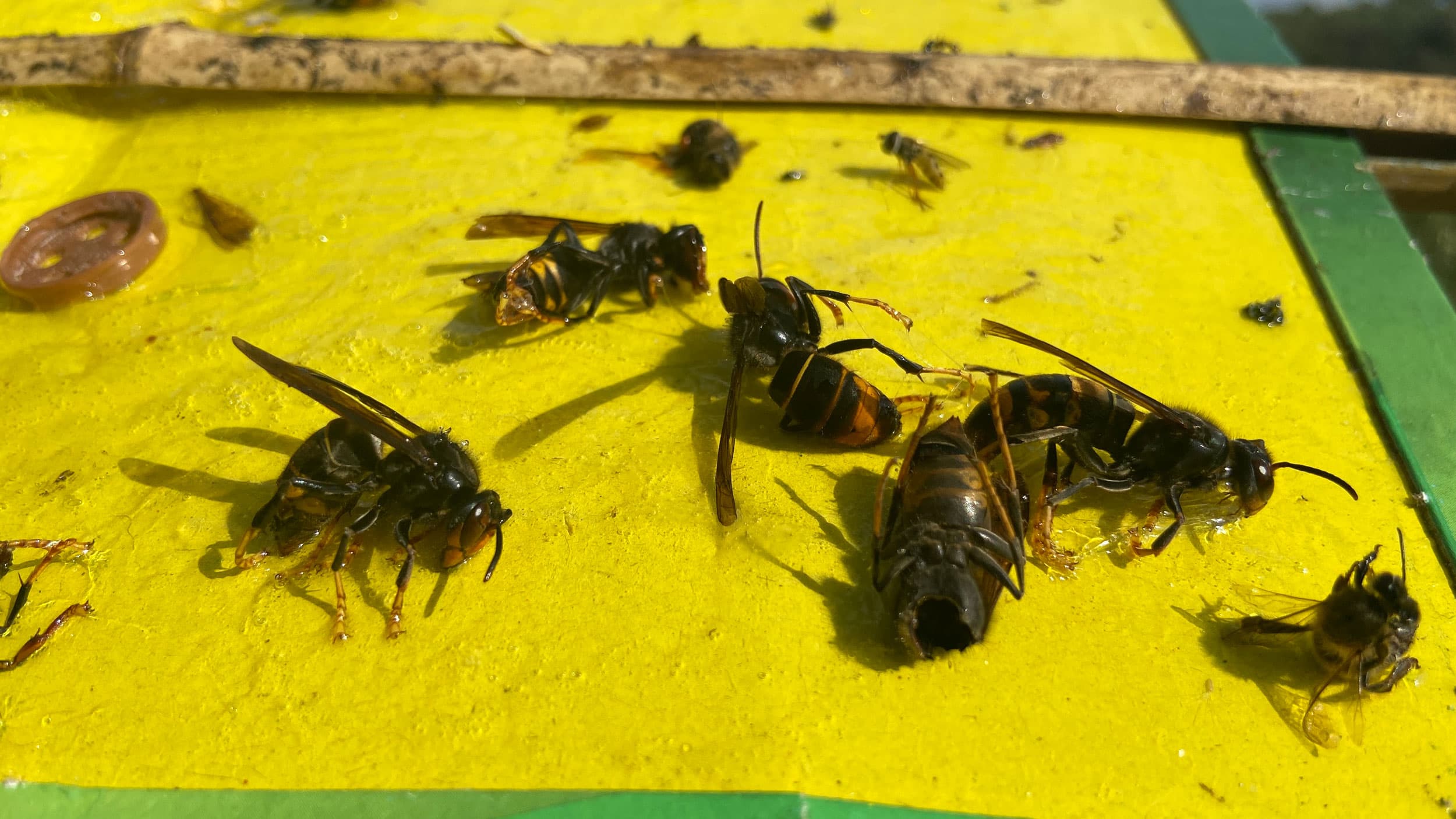 The giant Velutina hornet is about four times bigger than a honey bee.