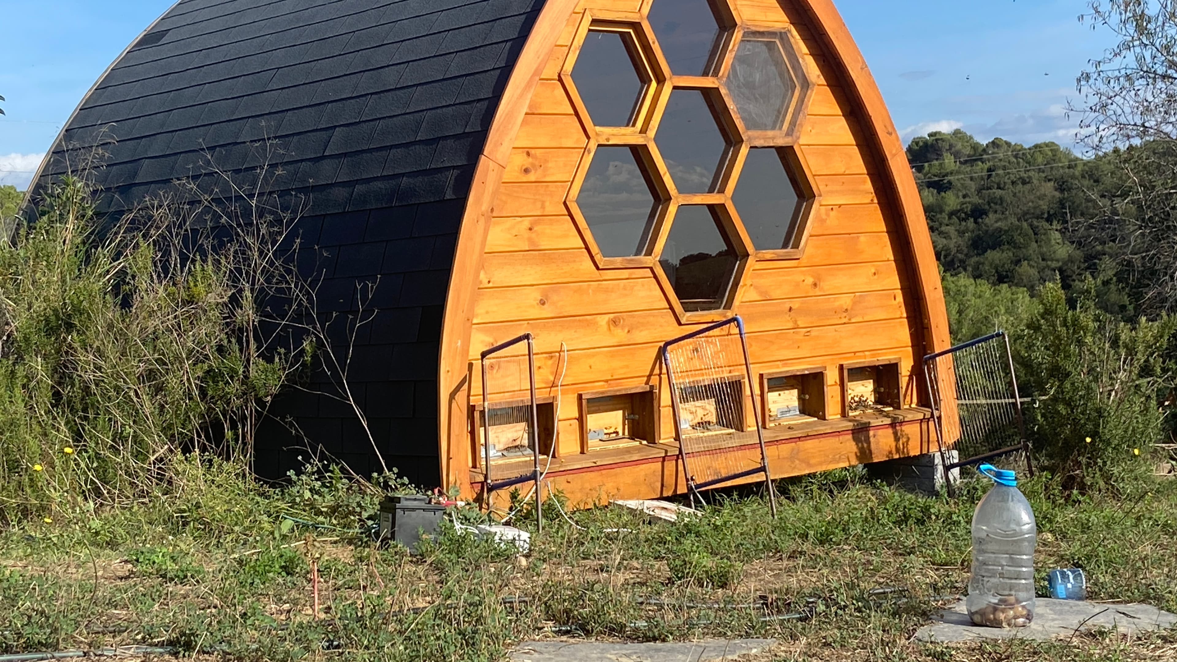 Beekeeper Samuel Ramal has set up electric fencing at the entrance to his hives to zap the hornets who come to catch and behead his honey bees. He also fashioned a trap from a plastic bottle. Still, he spends hours a day swatting at the invadors.