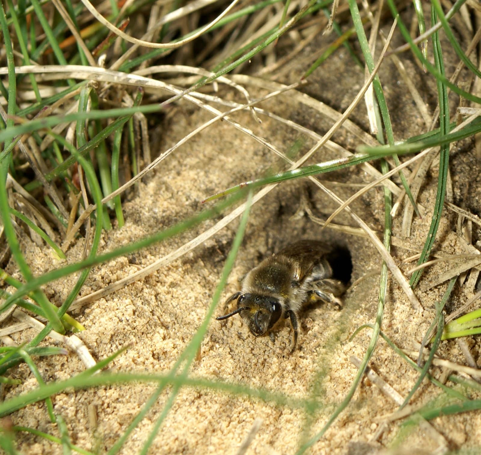 A ground-nesting bee (Colletes inaqualis) emerging from its burrow.