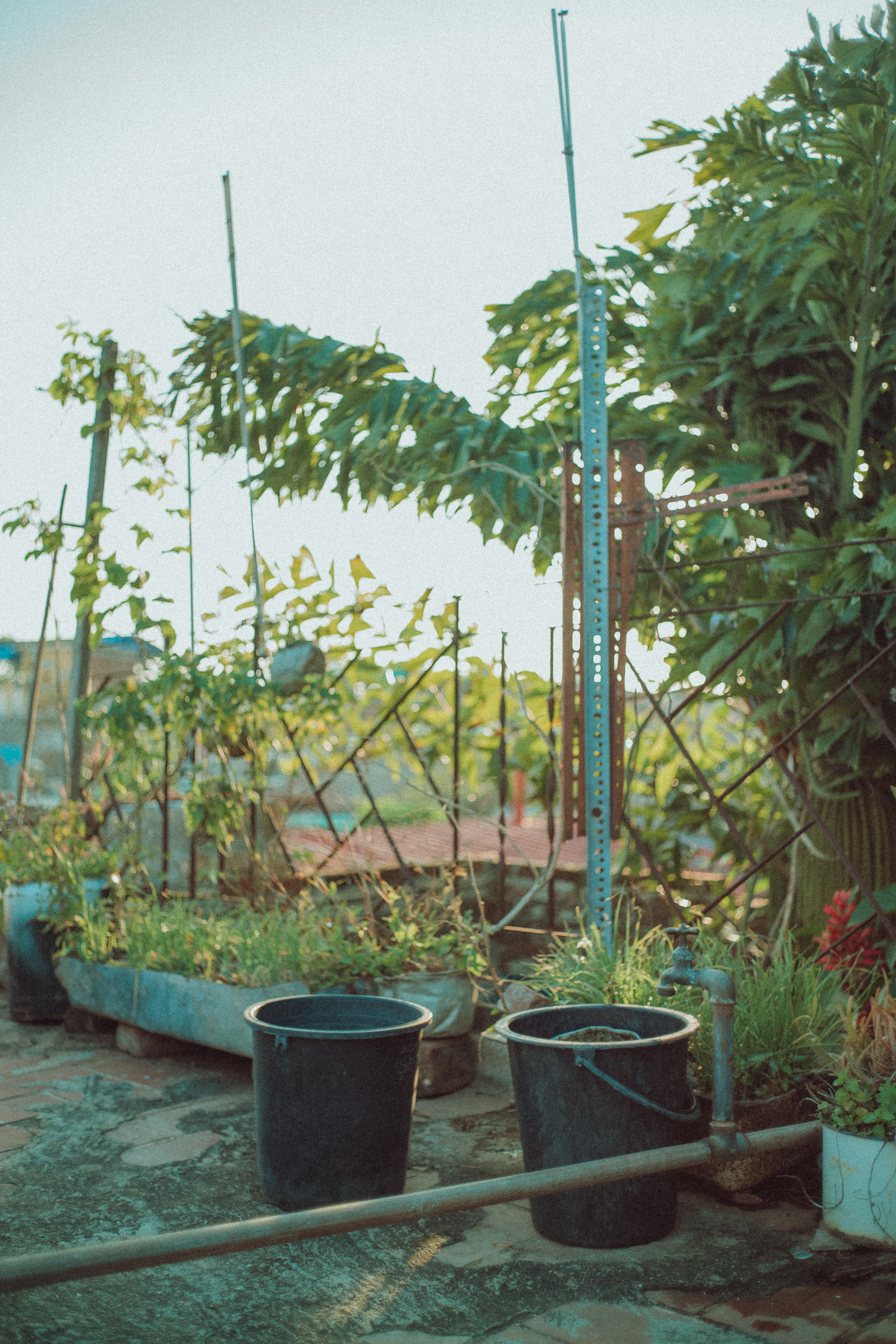 Armando Guerra's dad, also named Armando Guerra, grows herbs and vegetables in clay pots on the roof of their single-story rowhouse.