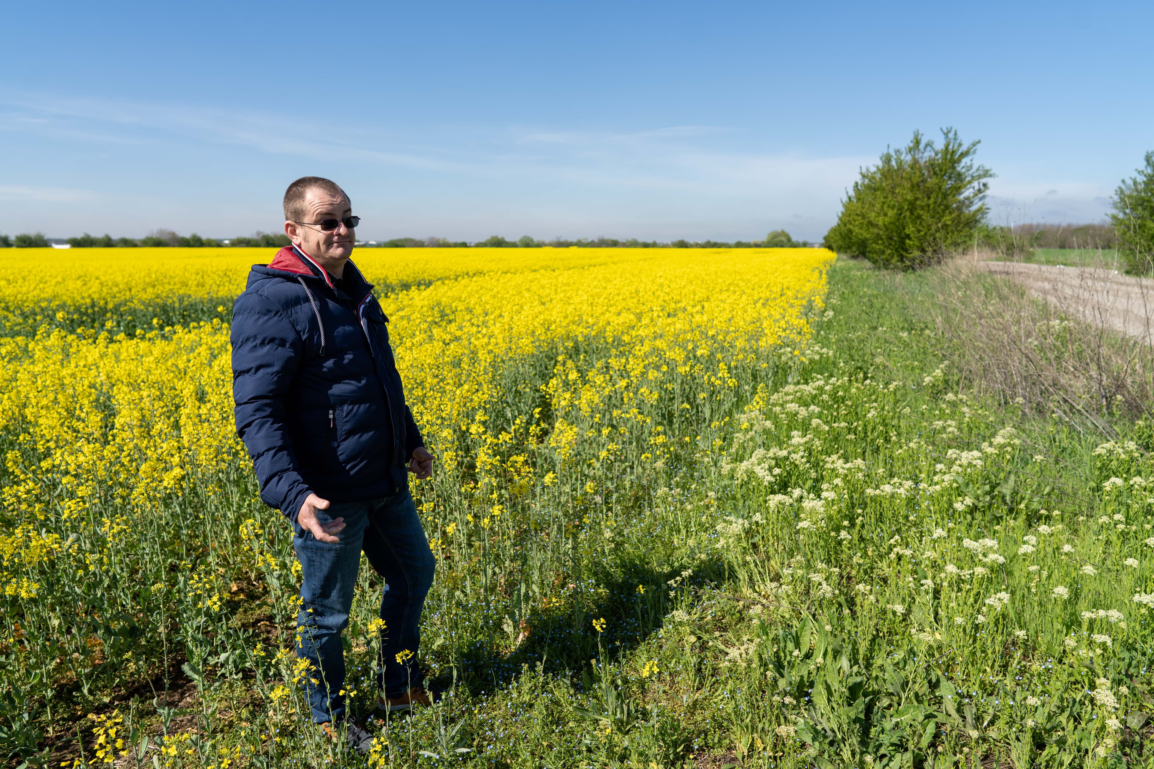 Romanian farmer Ionuț Spiță, 44, is hoping for a bumper harvest for his rapeseed crop this year.