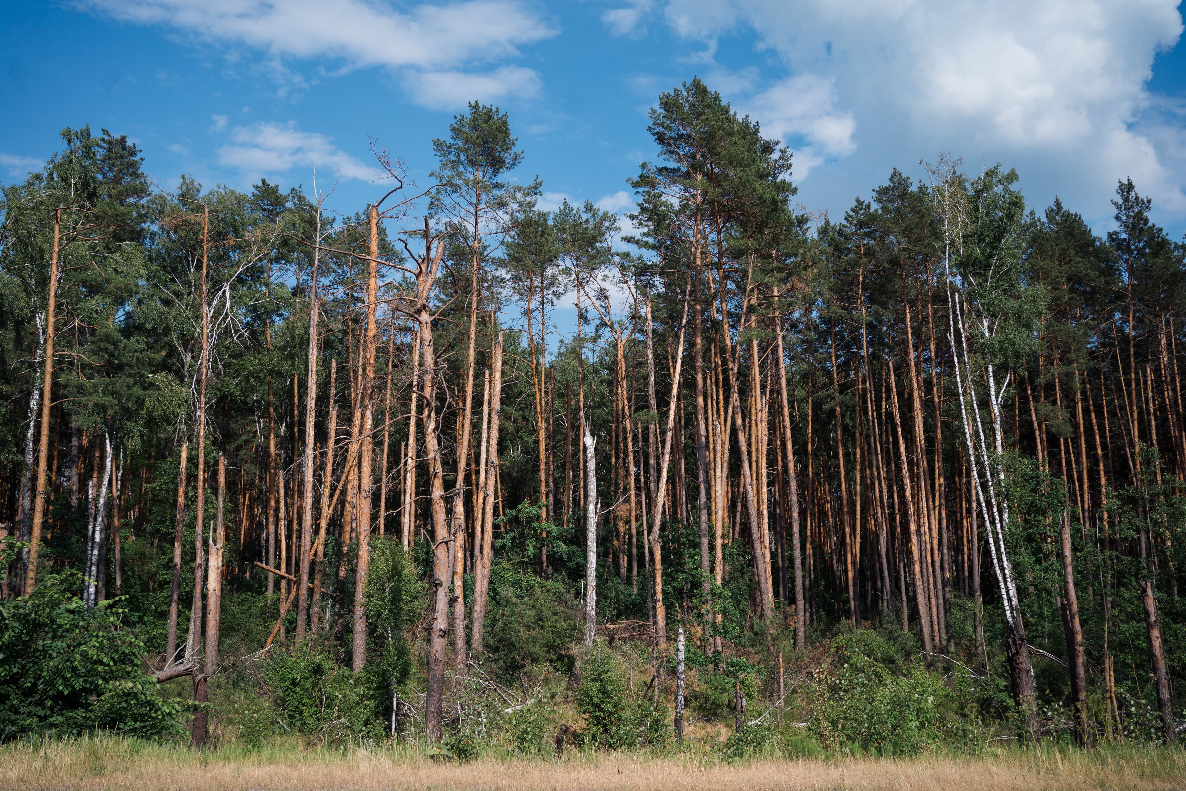 Small trees that were burned