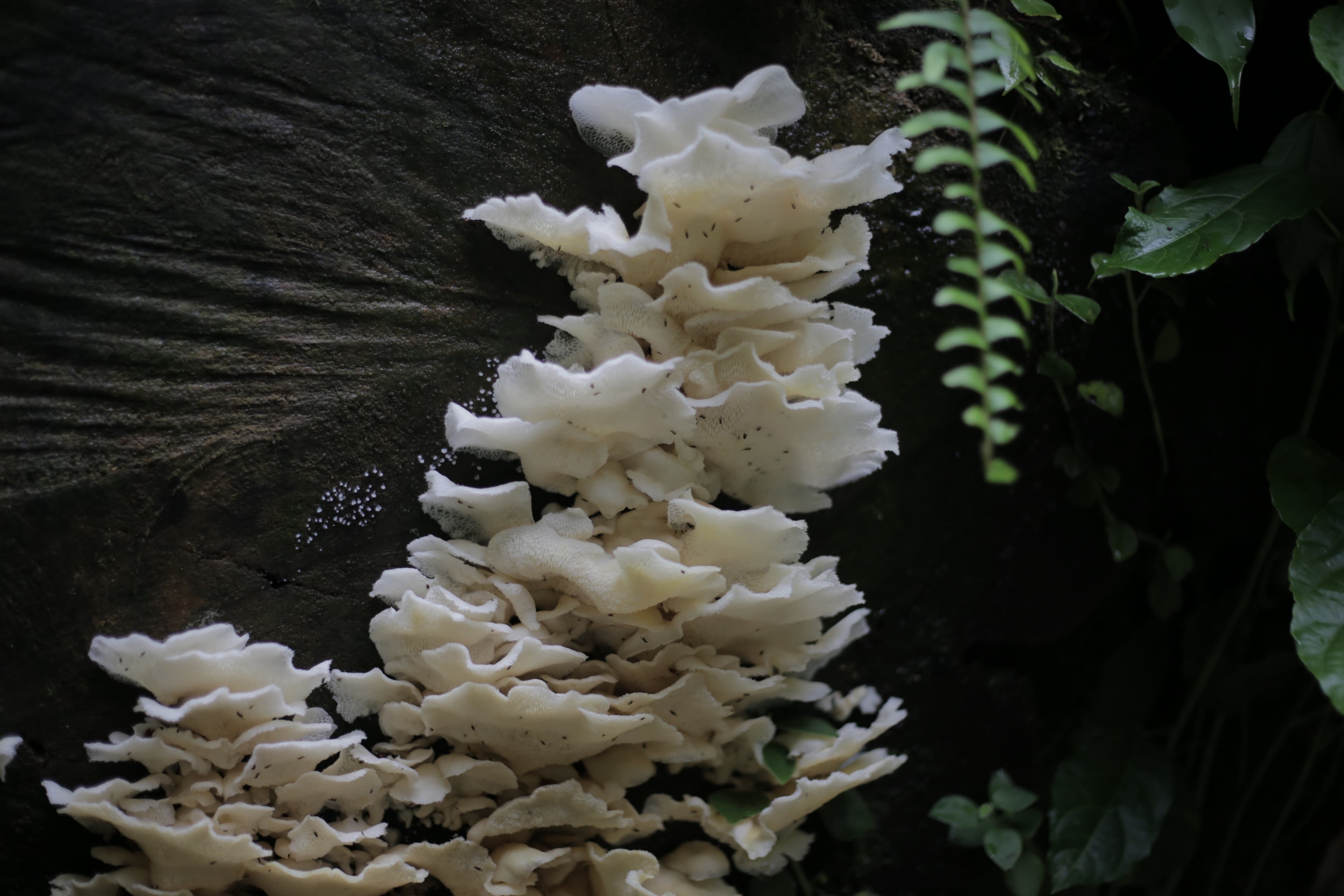 Fungai in Costa Rica’s Monteverde Cloud Forest Biological Preserve. It is home to more than 2,000 species of plants and trees.