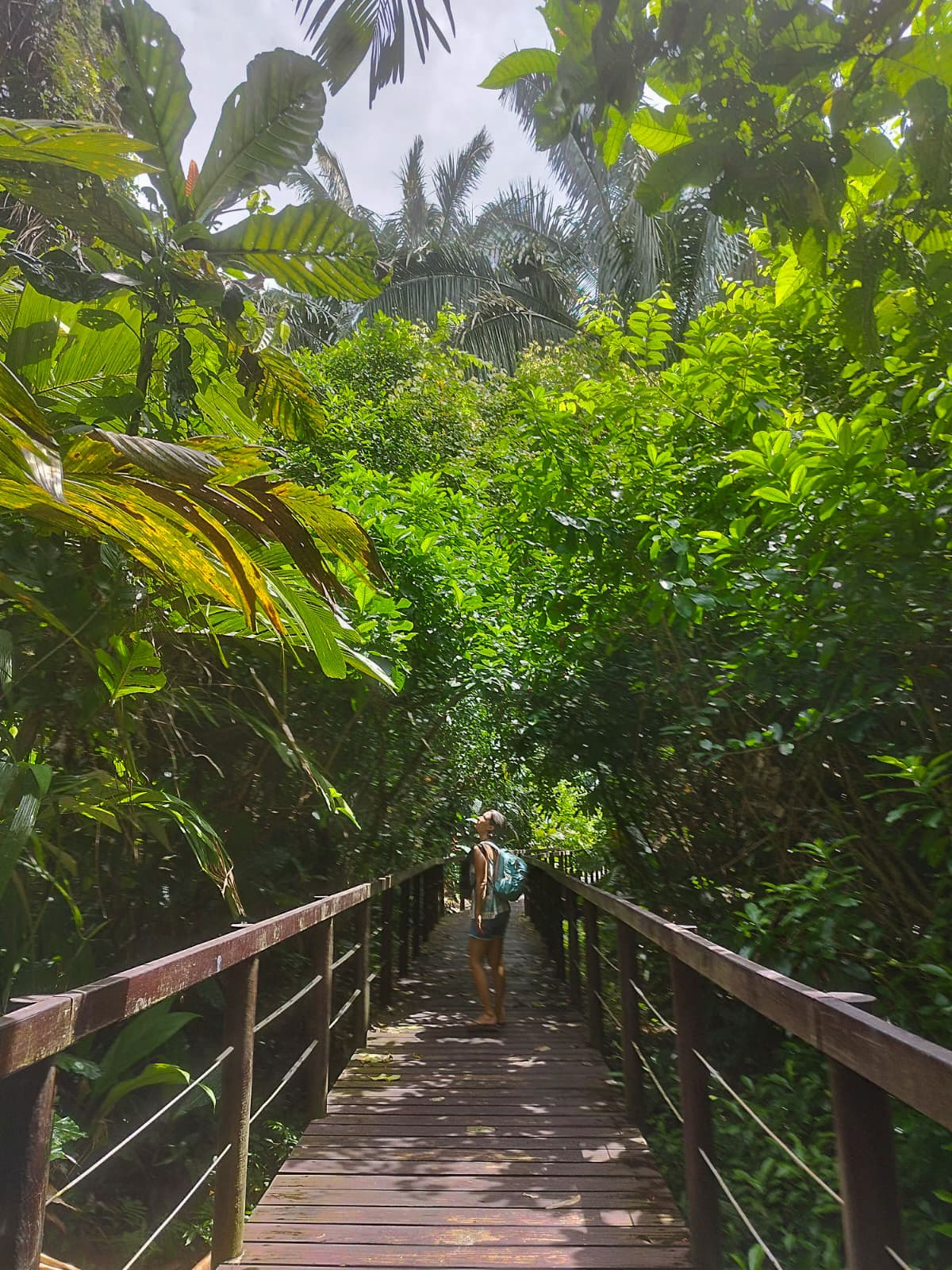 A lush green mboardwalk leads to the ocean.