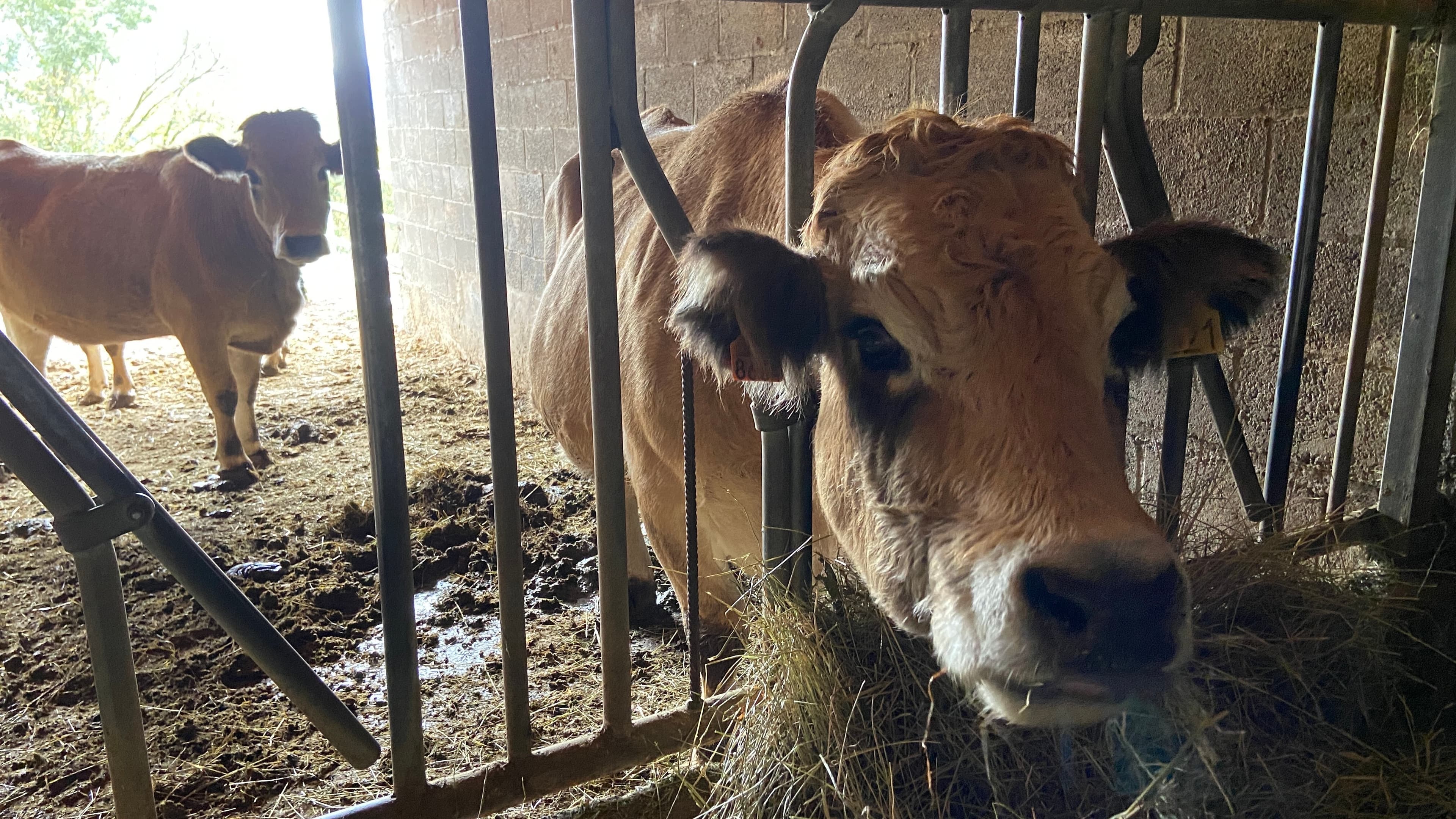 Up close photo of a cow in a barn