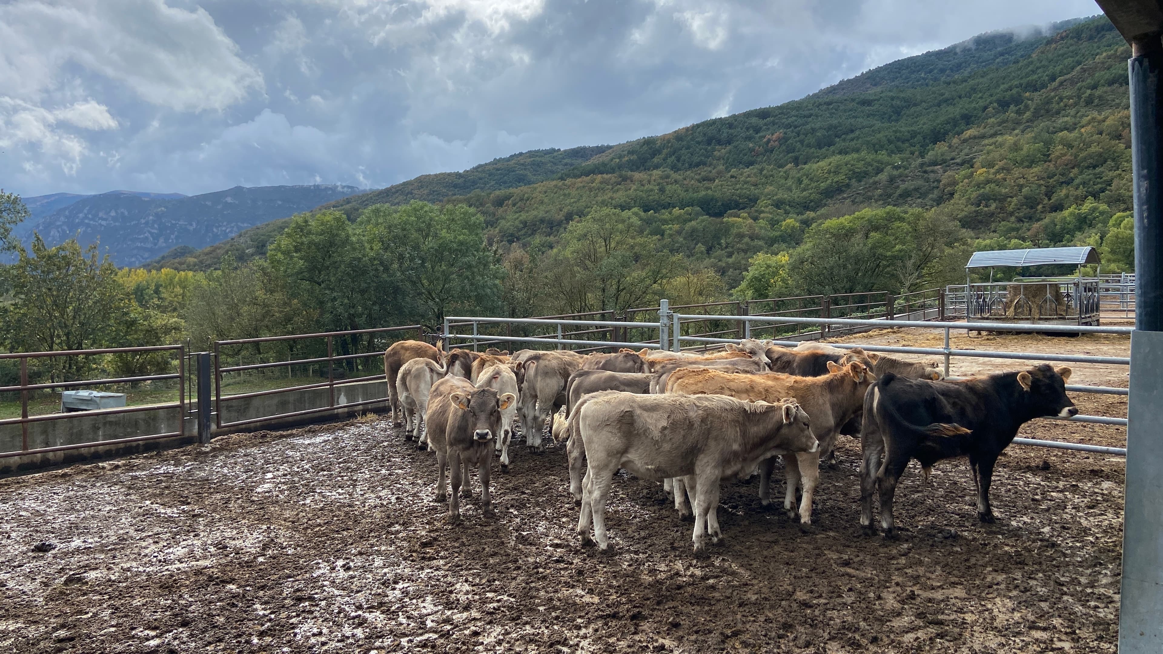 COWS GRAZING ON A FARM WITH A GEEEN MOUNTAIN LANDSCAPE