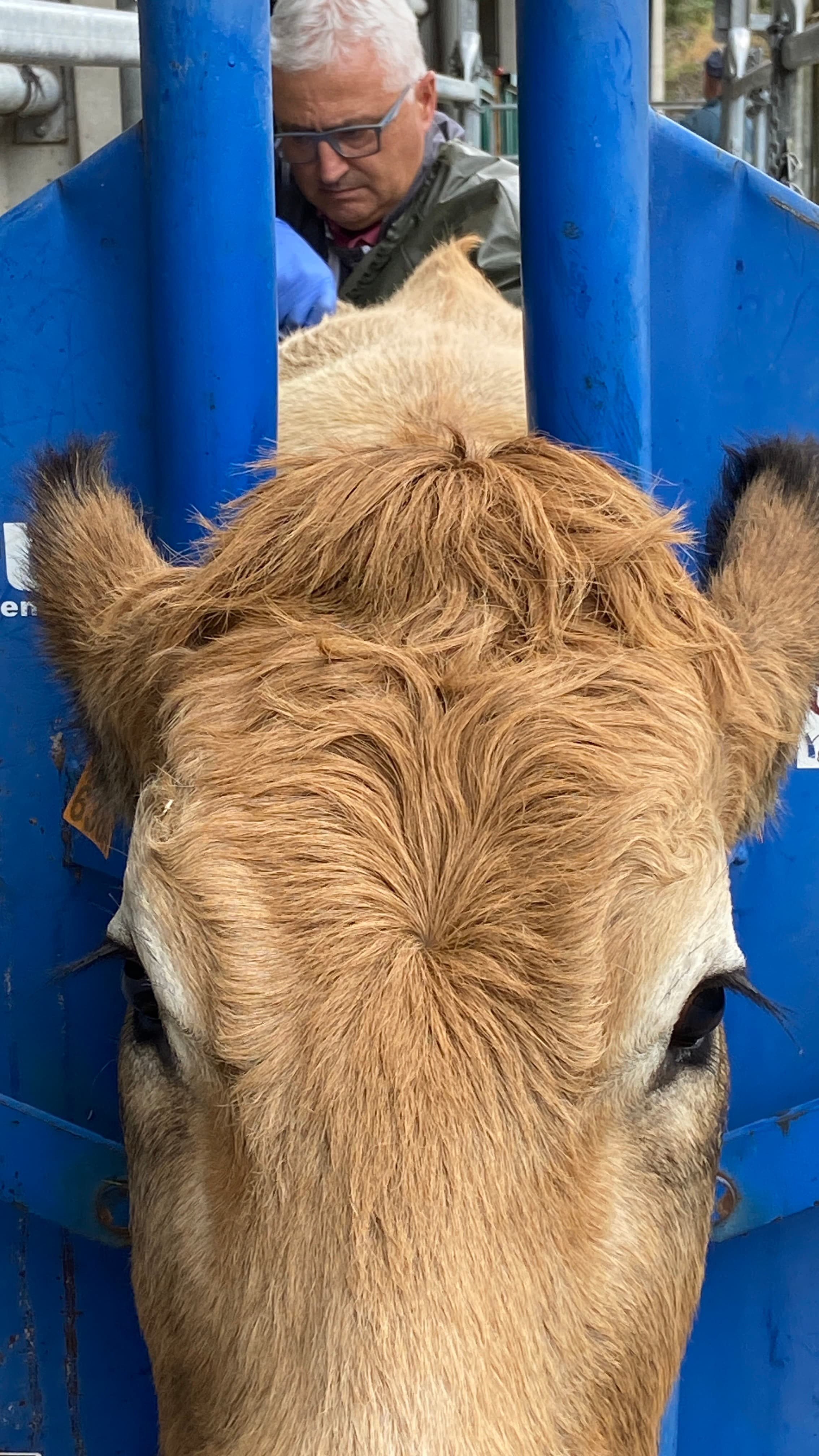 Cow in forest and man in the background