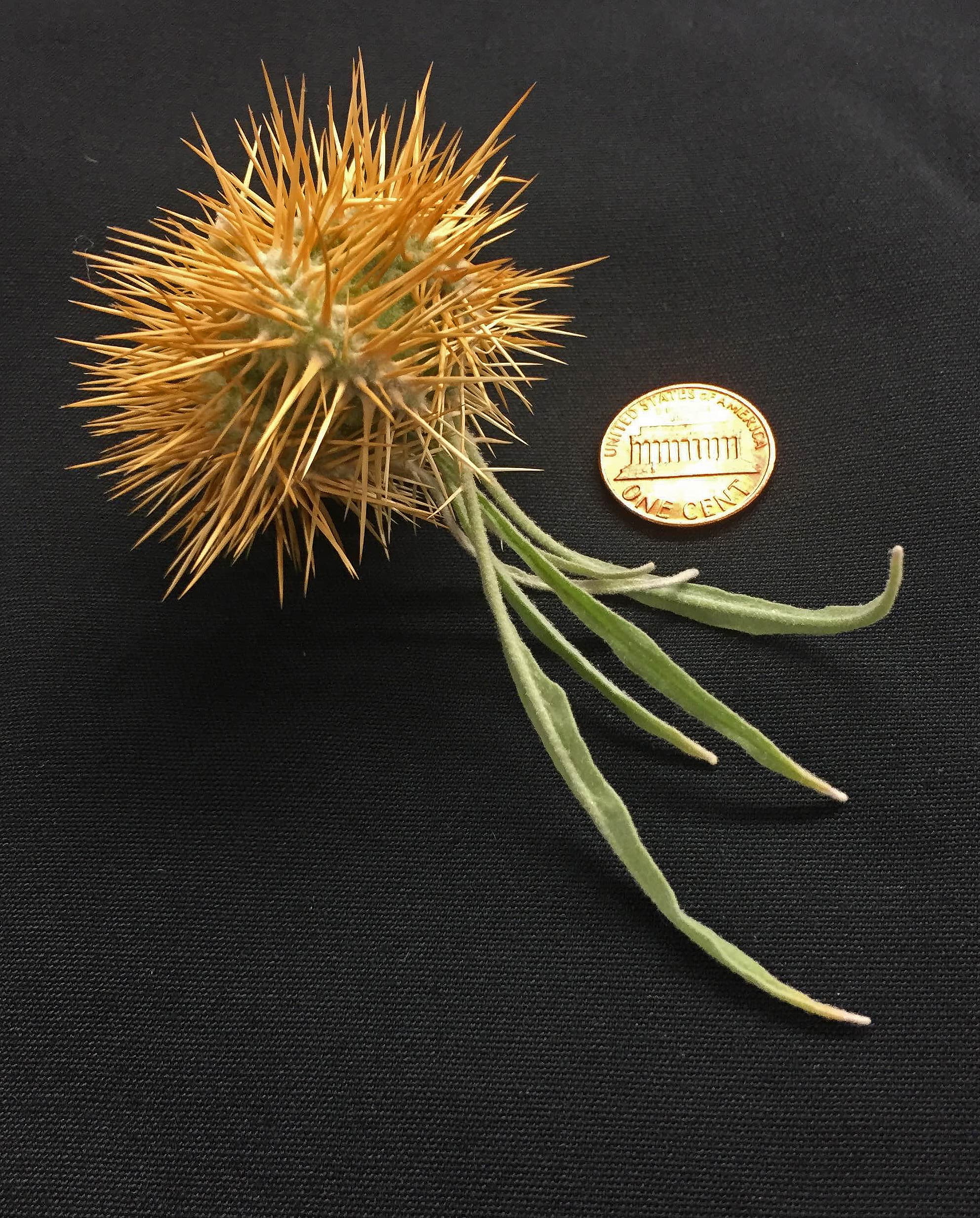A Solanum ossicruentum enclosed in a prickly covering.